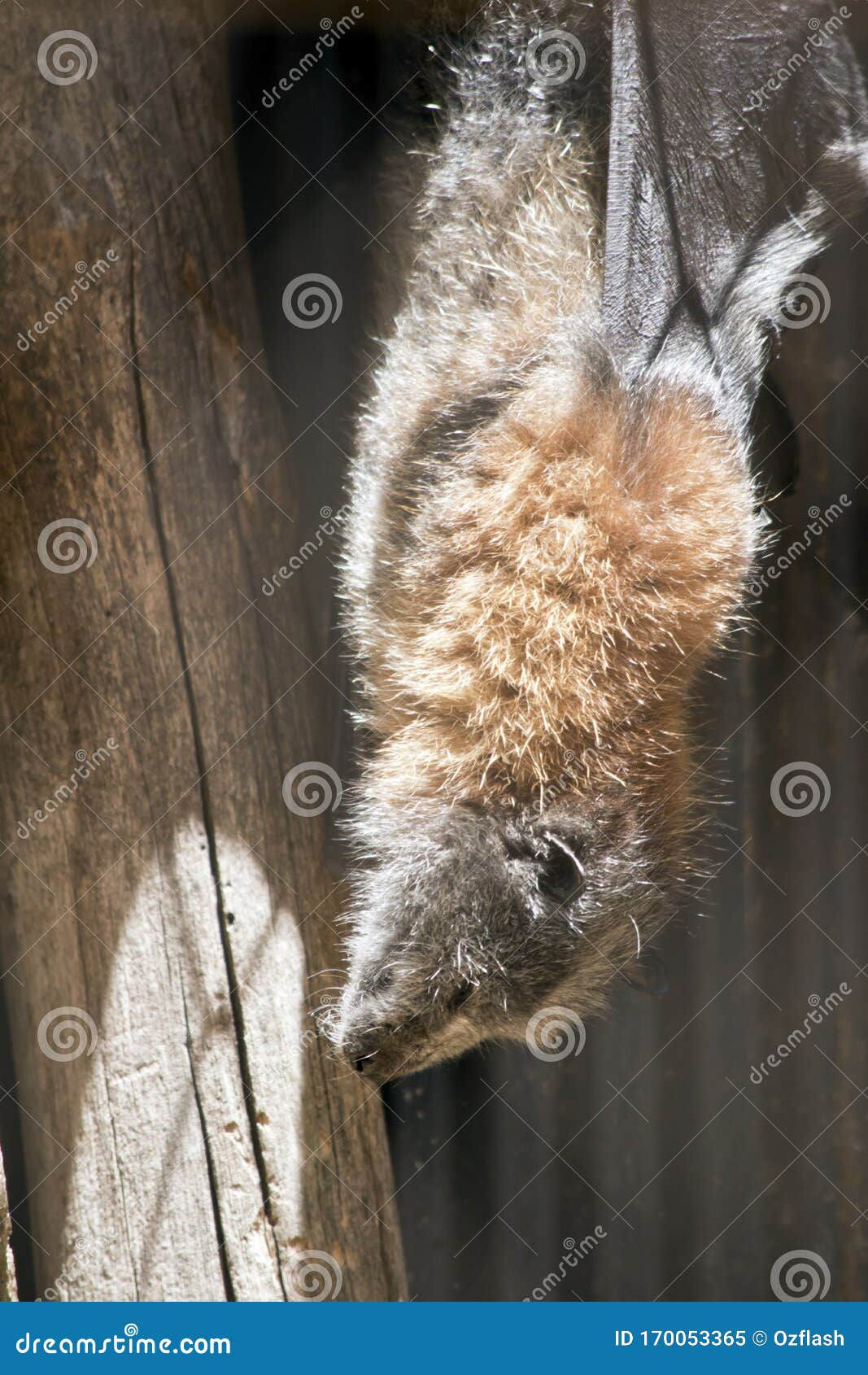 Wallpaper #2mdTDJMBSpphPi3-nt1P258 The Fruit Bat is Hanging from the Roof Stock Image Image of Rabies