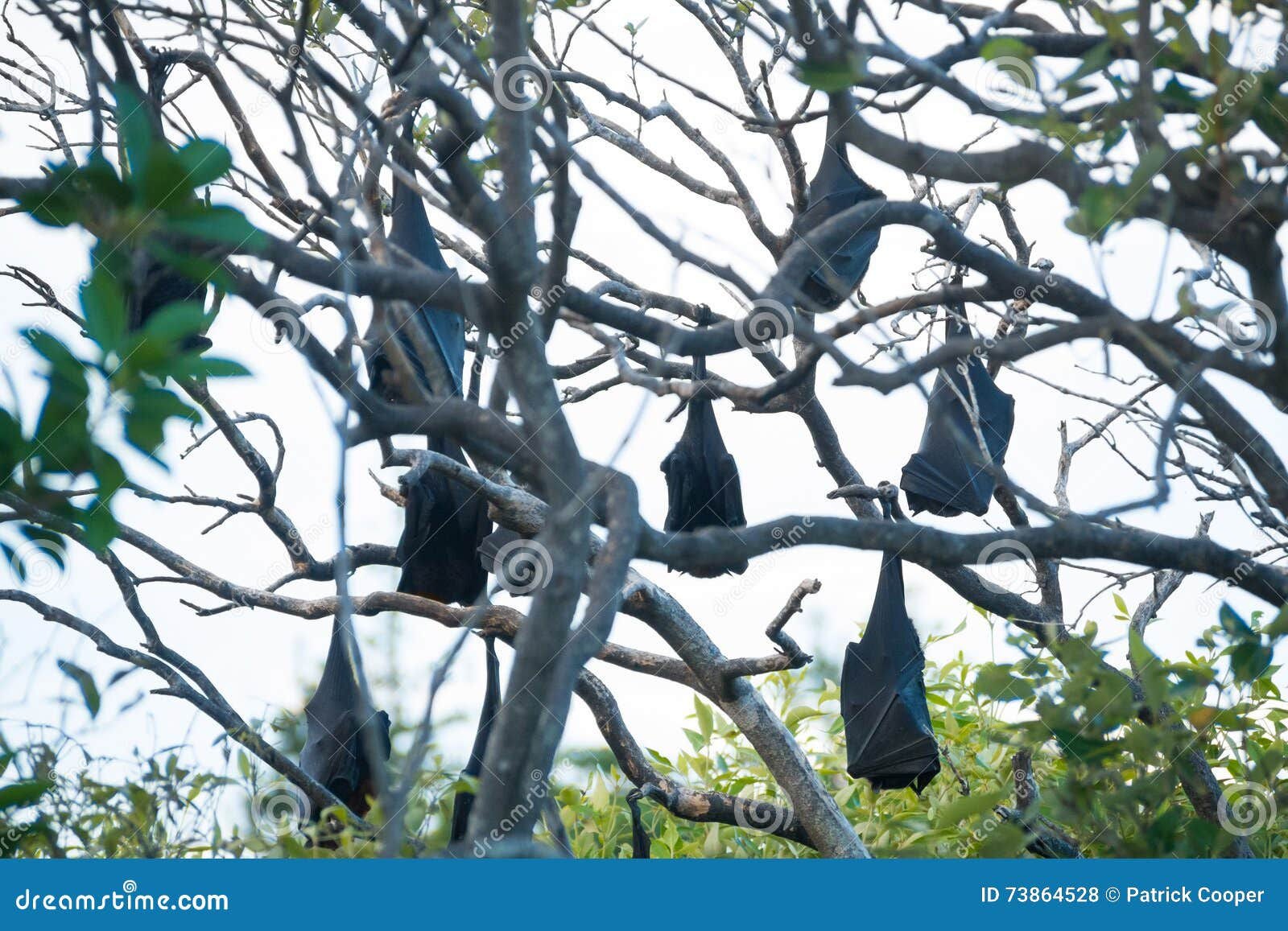 Wallpaper #2mdTDJMBSpphPi3-nt1P85 Fruit Bats Hanging from Trees Stock Photo Image of Coast Chiroptera