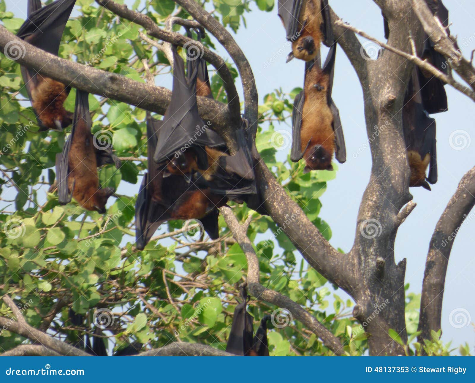 Wallpaper #2mdTDJMBSpphPi3-nt1P158 Fruit Bats Stock Image Image of Trees Upside Wildlife 48137353