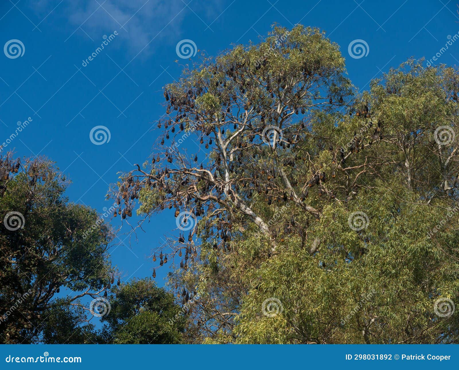 Wallpaper #2mdTDJMBSpphPi3-nt1P284 Fruit Bats Hanging from Gum Trees Stock Photo Image of Pteropus