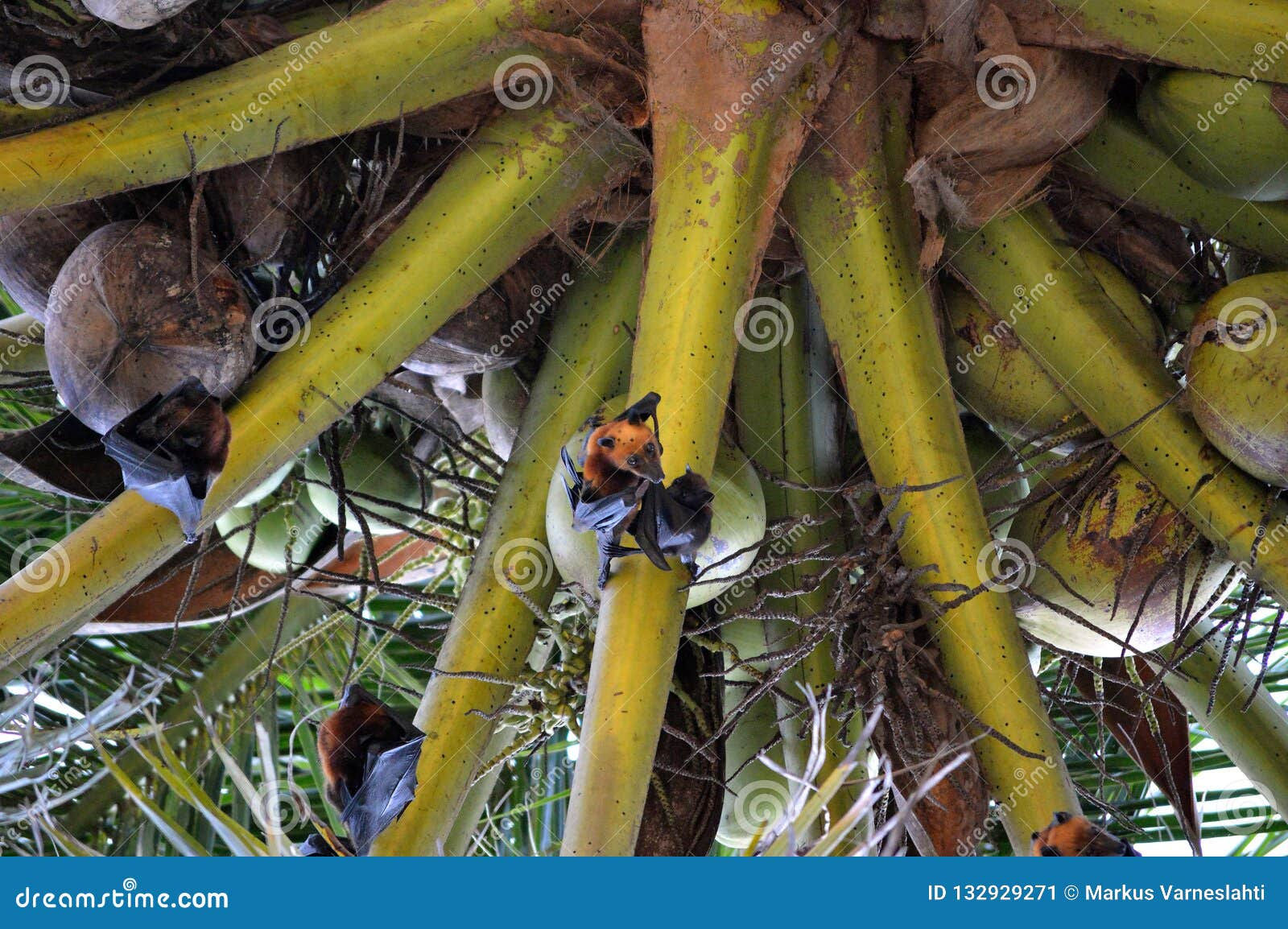 Wallpaper #2mdTDJMBSpphPi3-nt1P166 Fruit Bats Hanging from a Palm Tree Stock Image Image of Pulau
