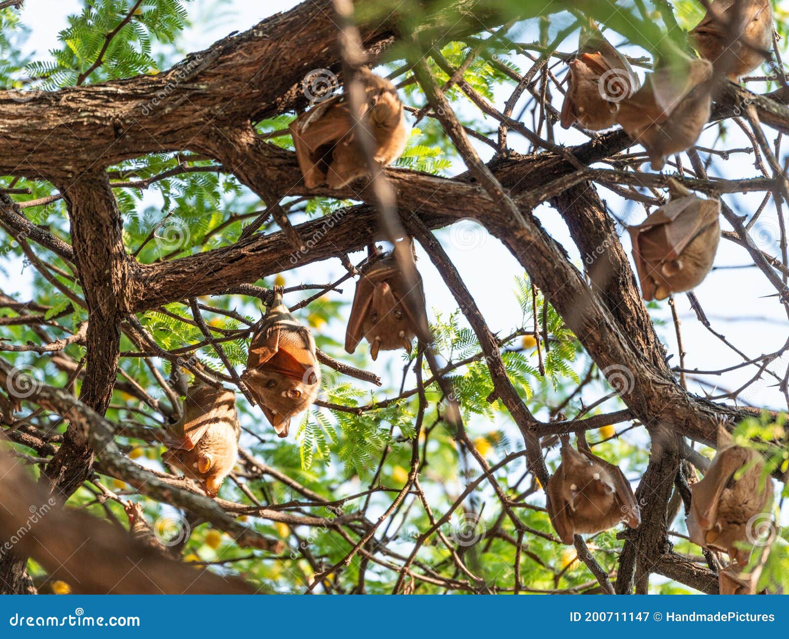 Wallpaper #2mdTDJMBSpphPi3-nt1P178 Fruit Bats Hanging in a Tree Hwange National Park Zimbabwe Stock Image