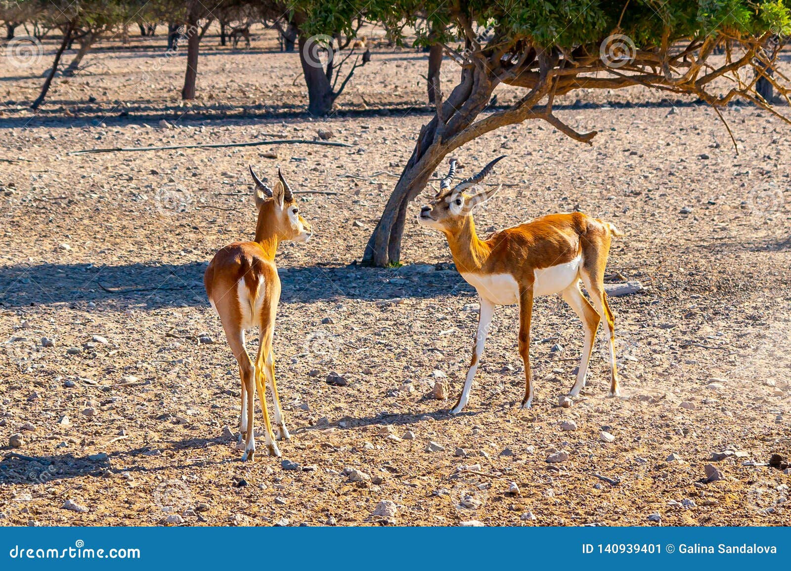 Wallpaper #TGeJ8ZIBSpphPi3-k2wF273 Fight of Two Young Antelopes in a Safari Park on Sir Bani Yas Island