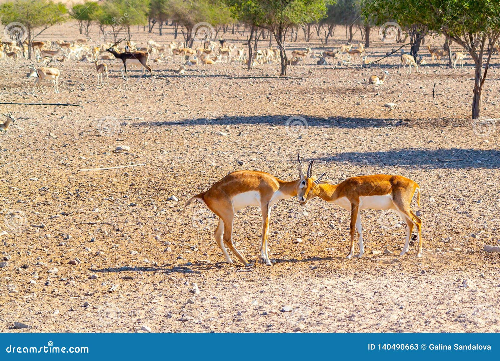 Wallpaper #TGeJ8ZIBSpphPi3-k2wF383 Fight of Two Young Antelopes in a Safari Park on Sir Bani Yas Island