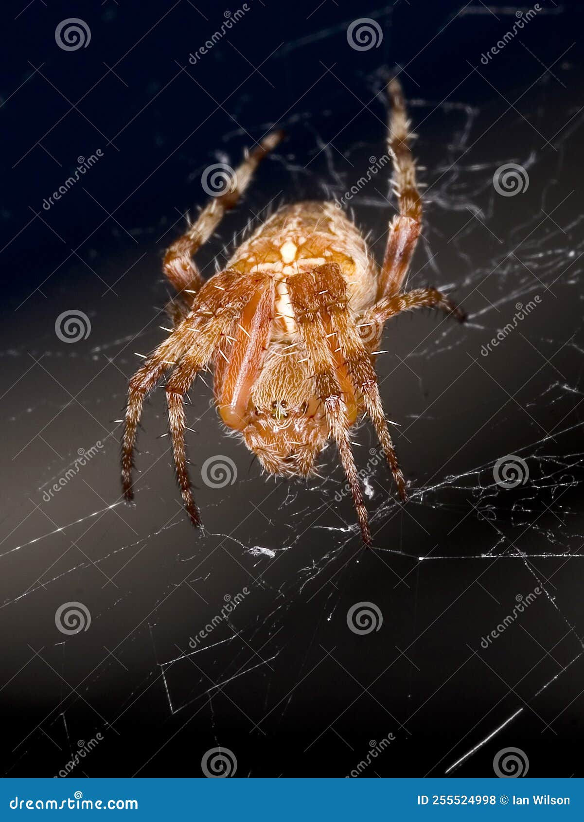 Wallpaper #eSyLSZMB0E1QgA7w3fNk264 Common Garden Spider Face Front on Web Showing Eyes Stock Photo