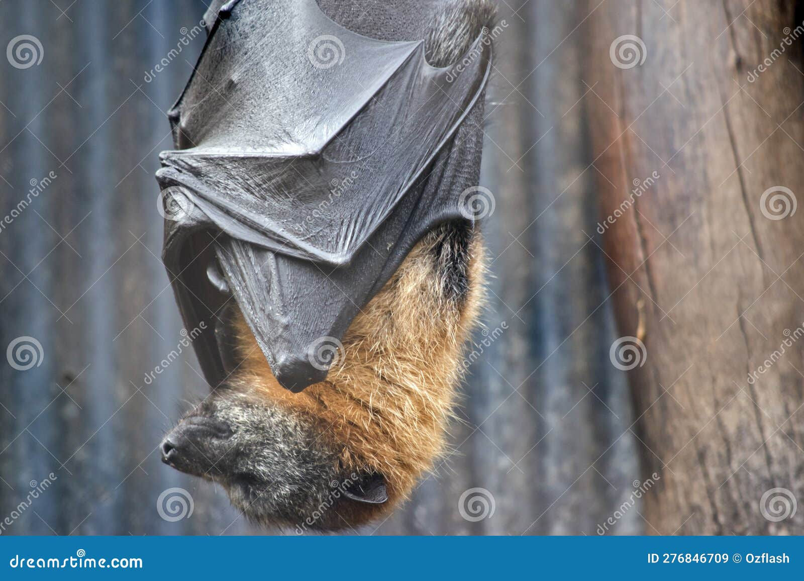 Wallpaper #2mdTDJMBSpphPi3-nt1P372 The Fruit Bat Hangs Upside Down Resting Stock Image Image of Furred