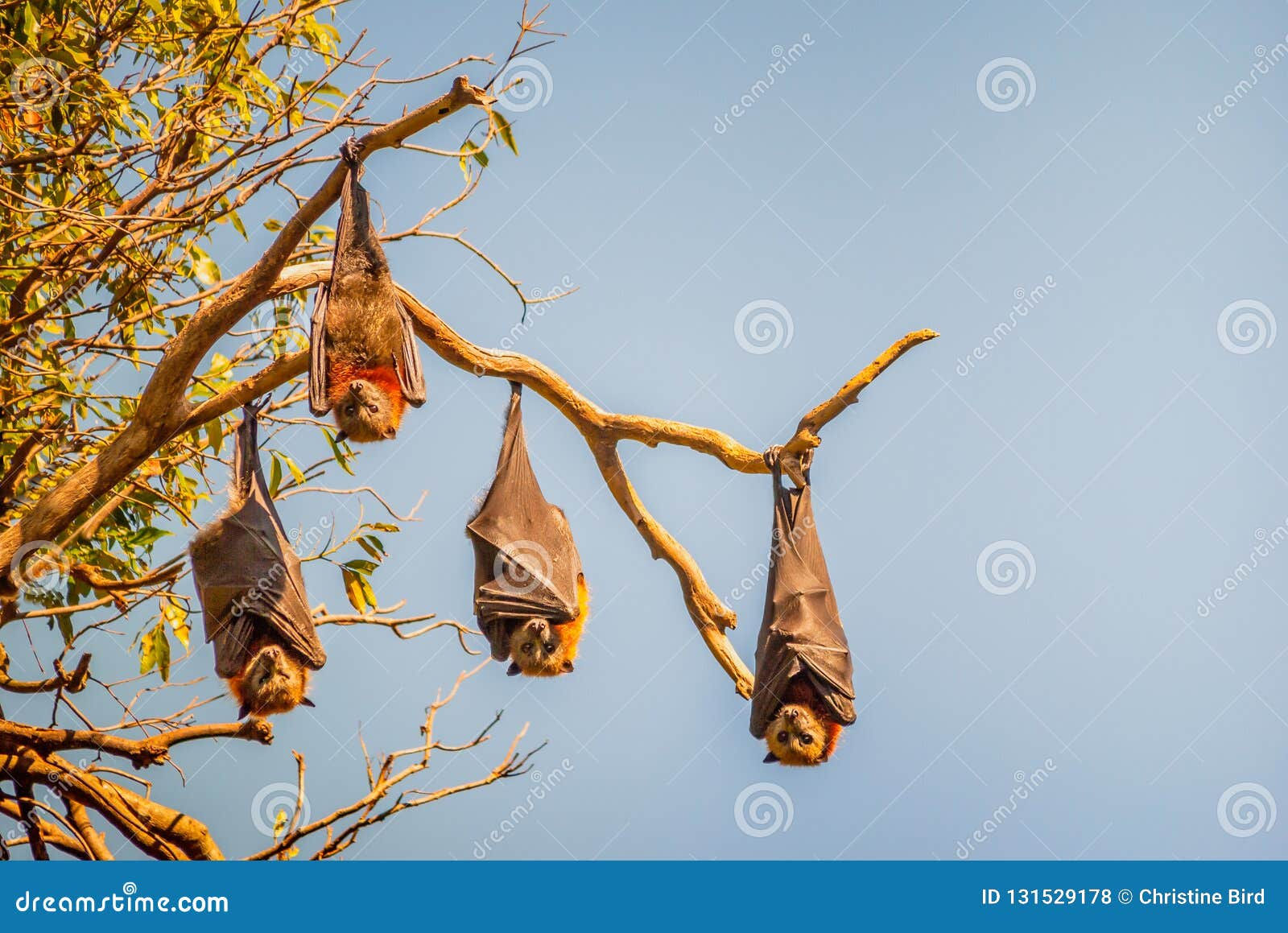 Wallpaper #2mdTDJMBSpphPi3-nt1P120 Four Fruit Bats Also Called Flying Foxes Hanging Upside Down from the