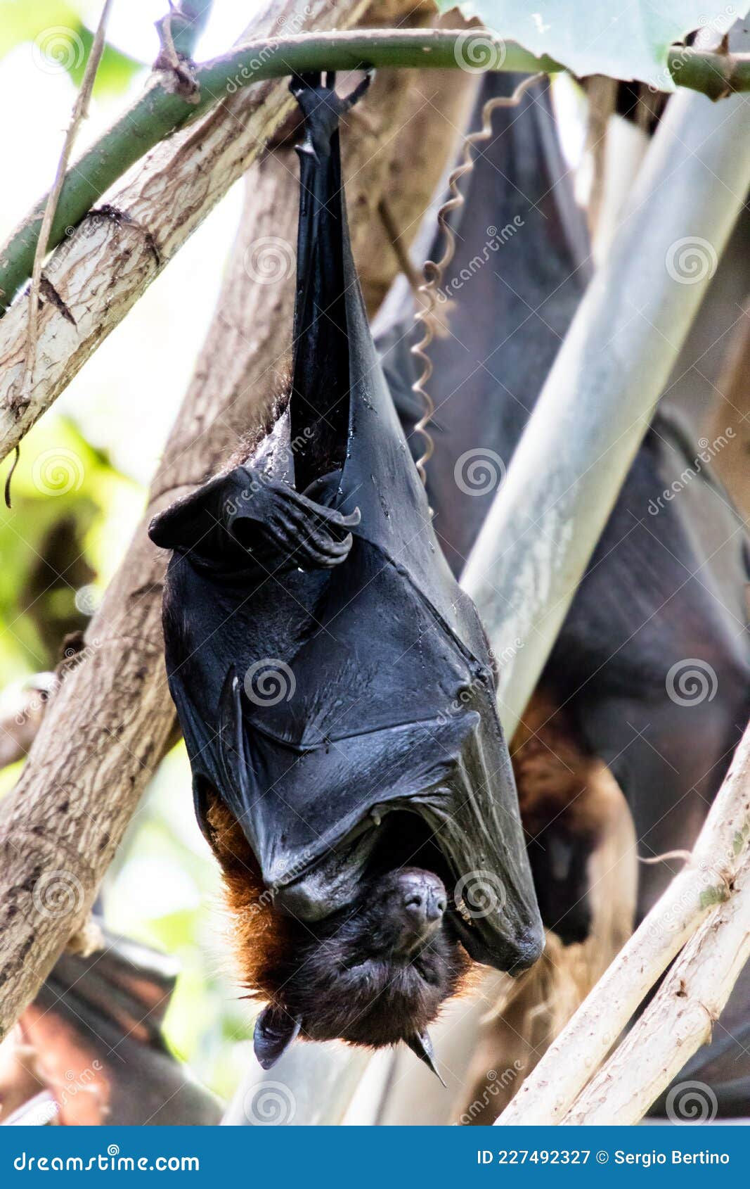 Wallpaper #2mdTDJMBSpphPi3-nt1P53 Fruit Bat or Flying Fox Hanging from a Tree Stock Image Image of