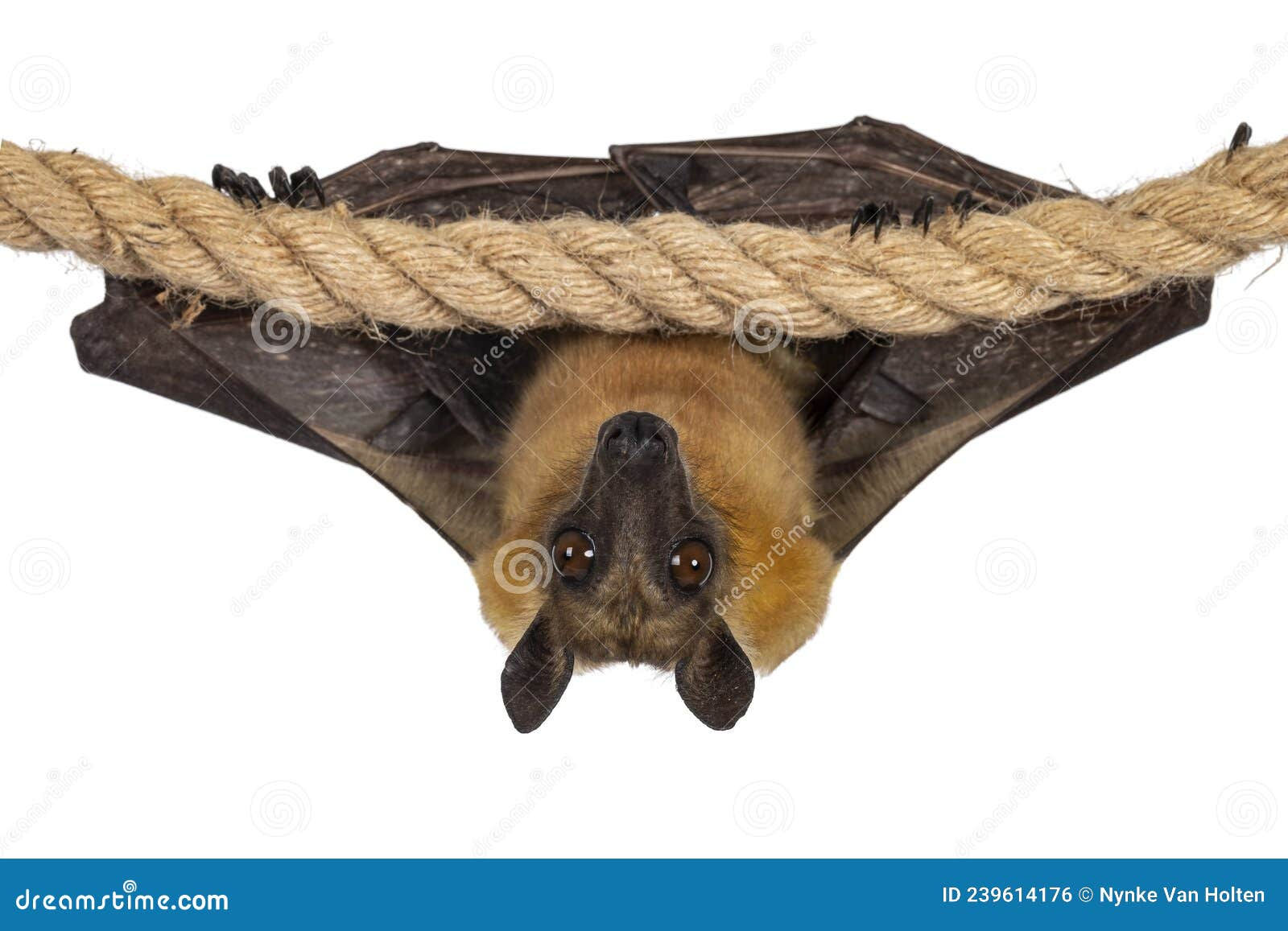 Wallpaper #2mdTDJMBSpphPi3-nt1P71 Megabat Hanging on the Tree Branch Bat is Hanging on the Tree Flying