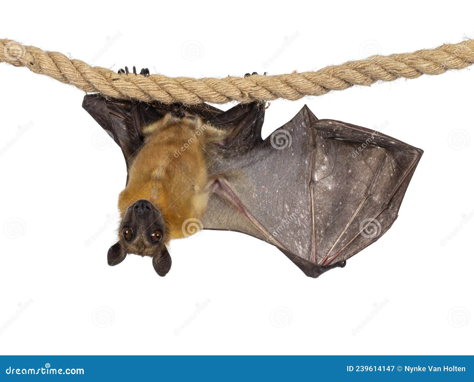Wallpaper #2mdTDJMBSpphPi3-nt1P115 Megabat Hanging on the Tree Branch Bat is Hanging on the Tree Flying