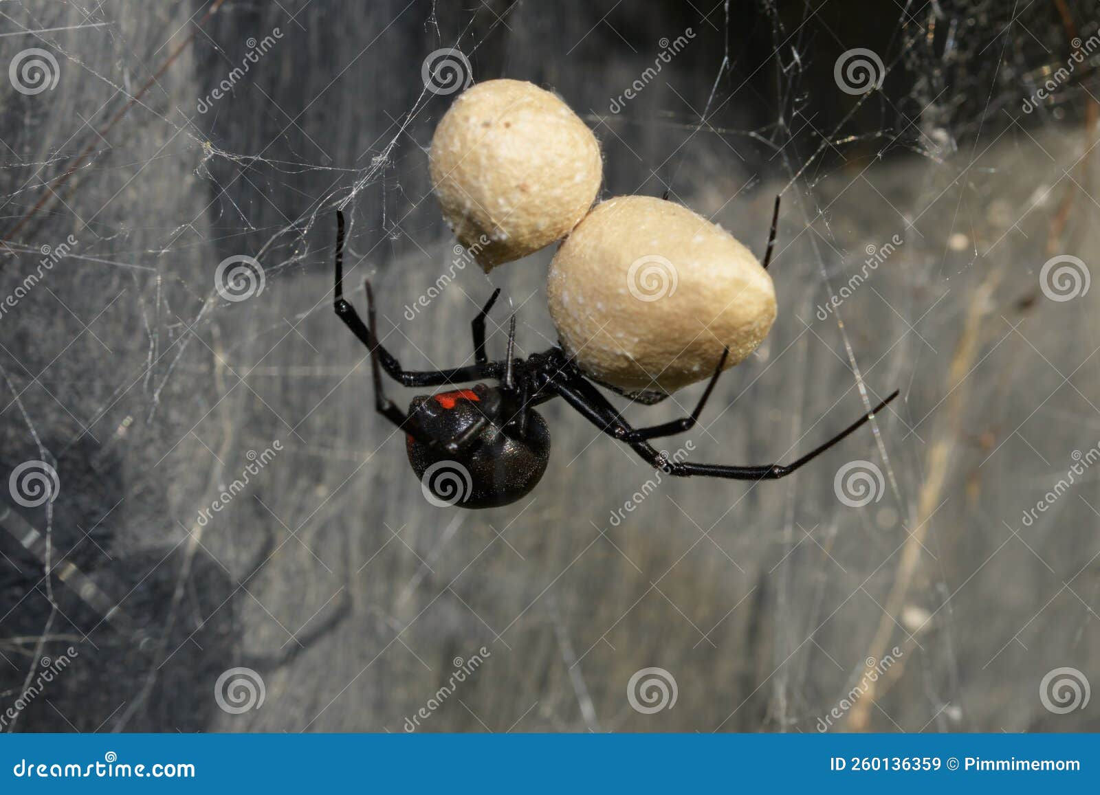 Wallpaper #5vQUOpMBKFX8bn3rPHdj140 Female Southern Black Widow Spider Guarding Her Two Egg Sacs Stock