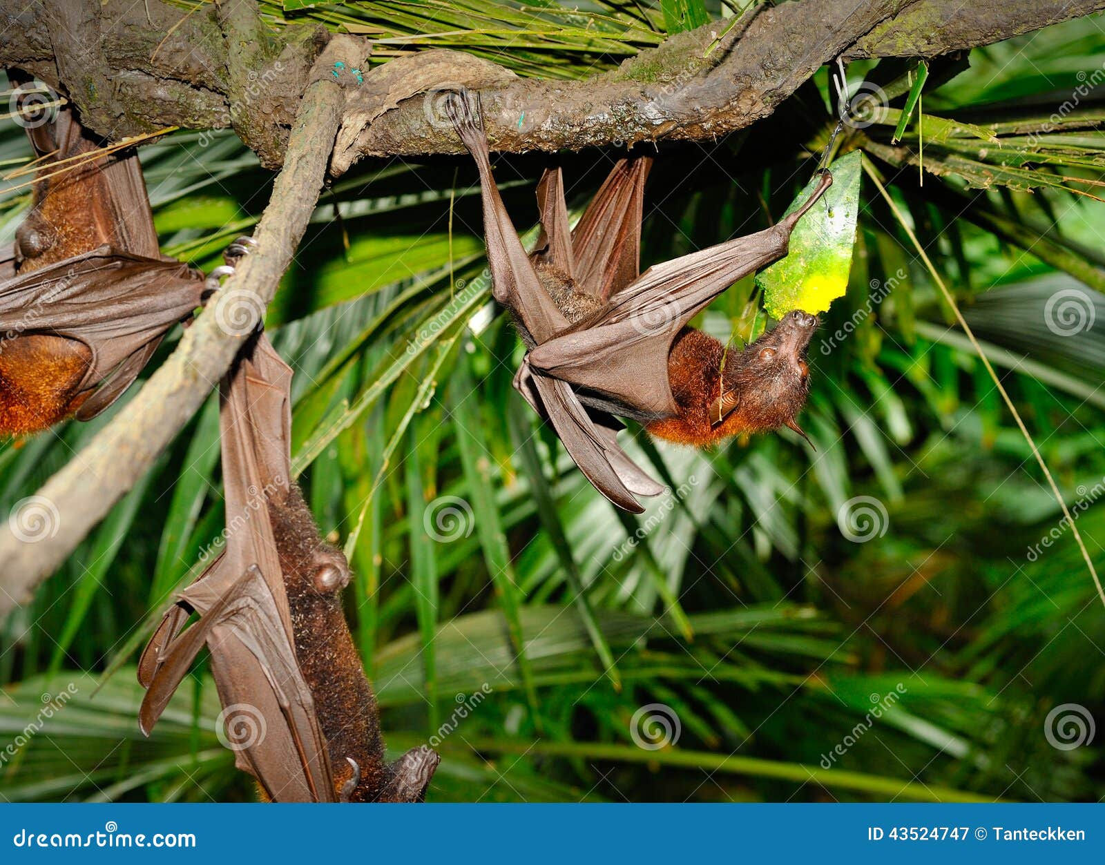 Wallpaper #2mdTDJMBSpphPi3-nt1P122 Franquets Epauletted Fruit Bat Epomops Franqueti Hanging in a Tree