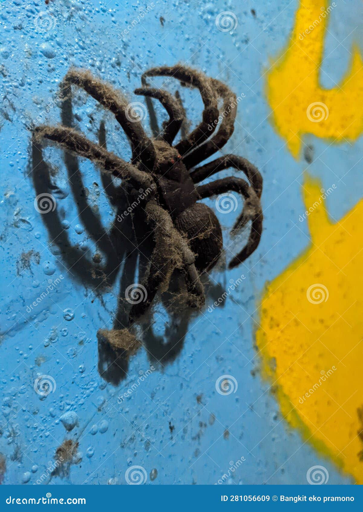 Wallpaper #-vQcOpMBKFX8bn3rt3dJ296 Little Spider Toy Crawling on the Wall Stock Image Image of Small