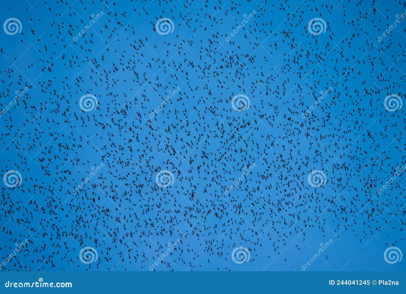Wallpaper #6lZ8eJcBsd6xcFiEm9rx146 A Lot of Bat Cave Flying Stream Row from Forest Mountain in Twilight