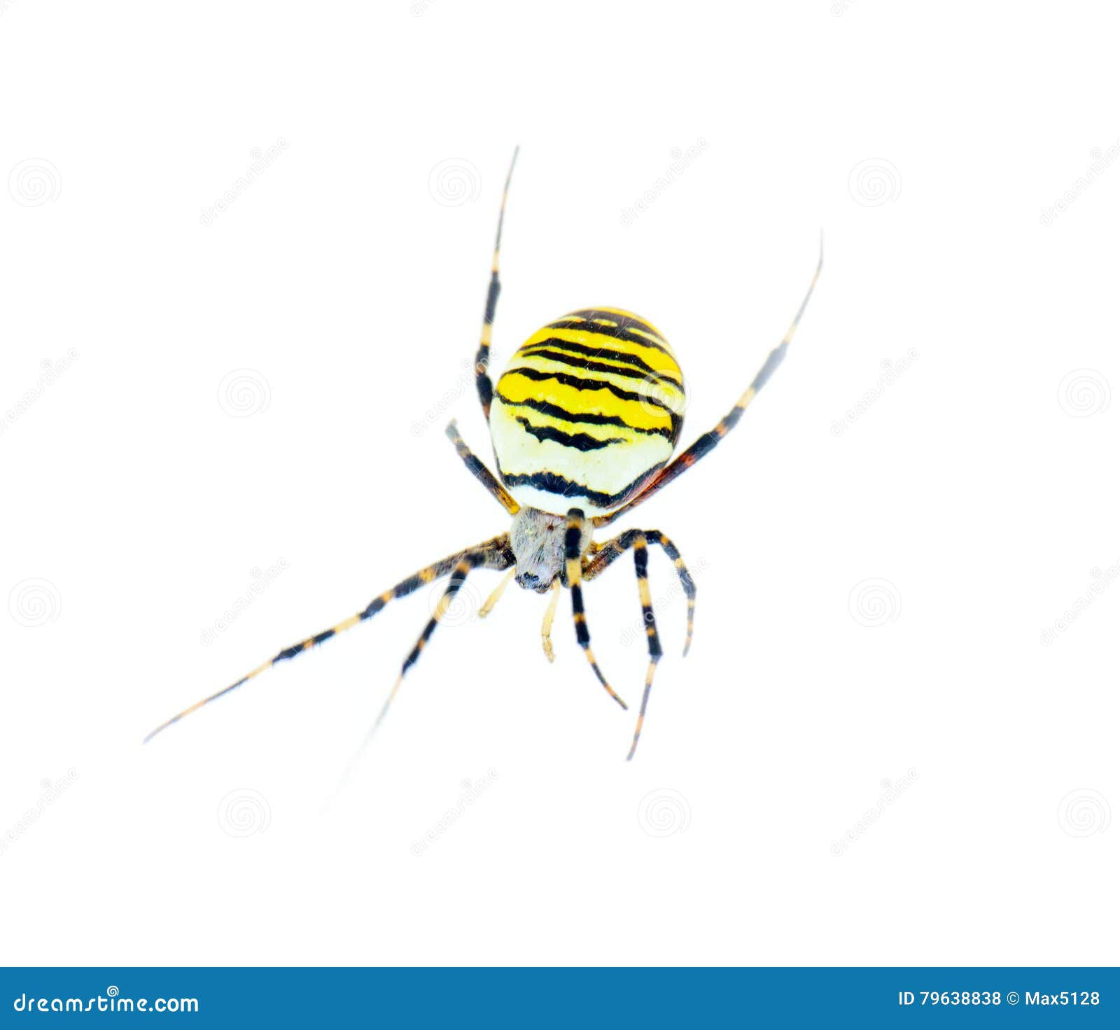 Wallpaper #HGcYCpMBSpphPi3-btPW275 Large Striped Spider Zebra Crawling on White Background Close Up Stock