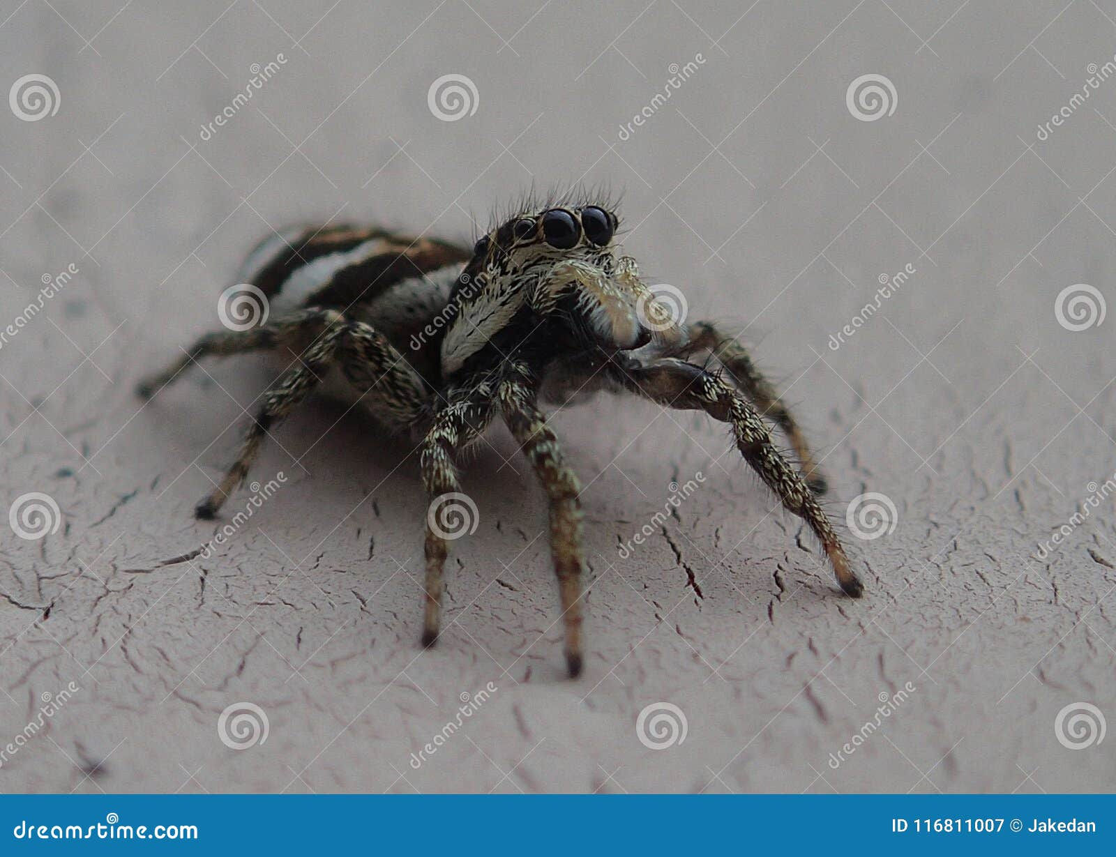 Wallpaper #wmfS65IBSpphPi3-9k4K221 Little Striped Jumping Spider on a Metal Wall Stock Image Image of