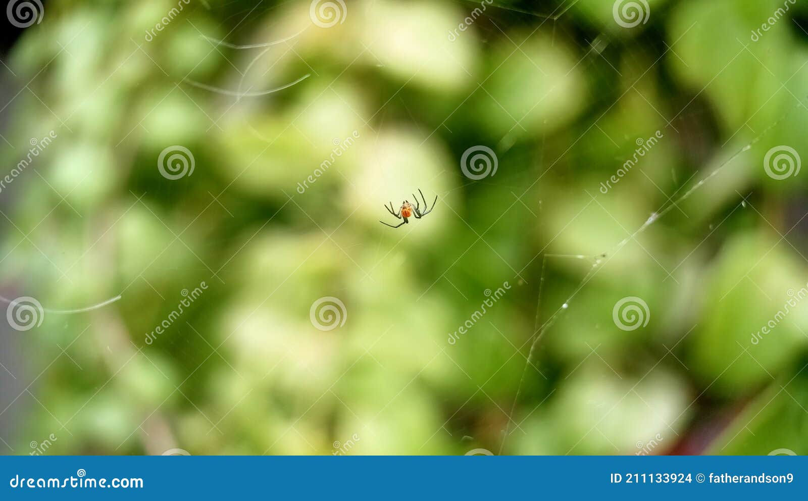 Wallpaper #0py84pIBZHQxiYarPcGv274 The Little Spider Walks Around Its Web Stock Photo Image of