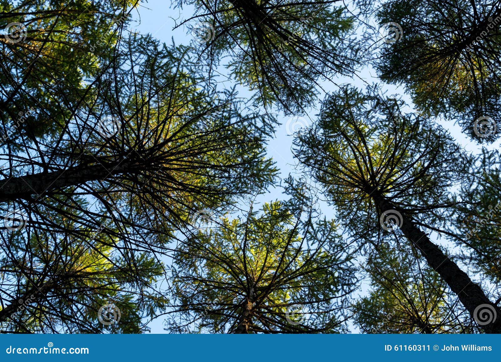 Wallpaper #BGdQC5MBSpphPi3-qtkV230 Looking Up Through Pine Trees Stock Image Image of Green Environment