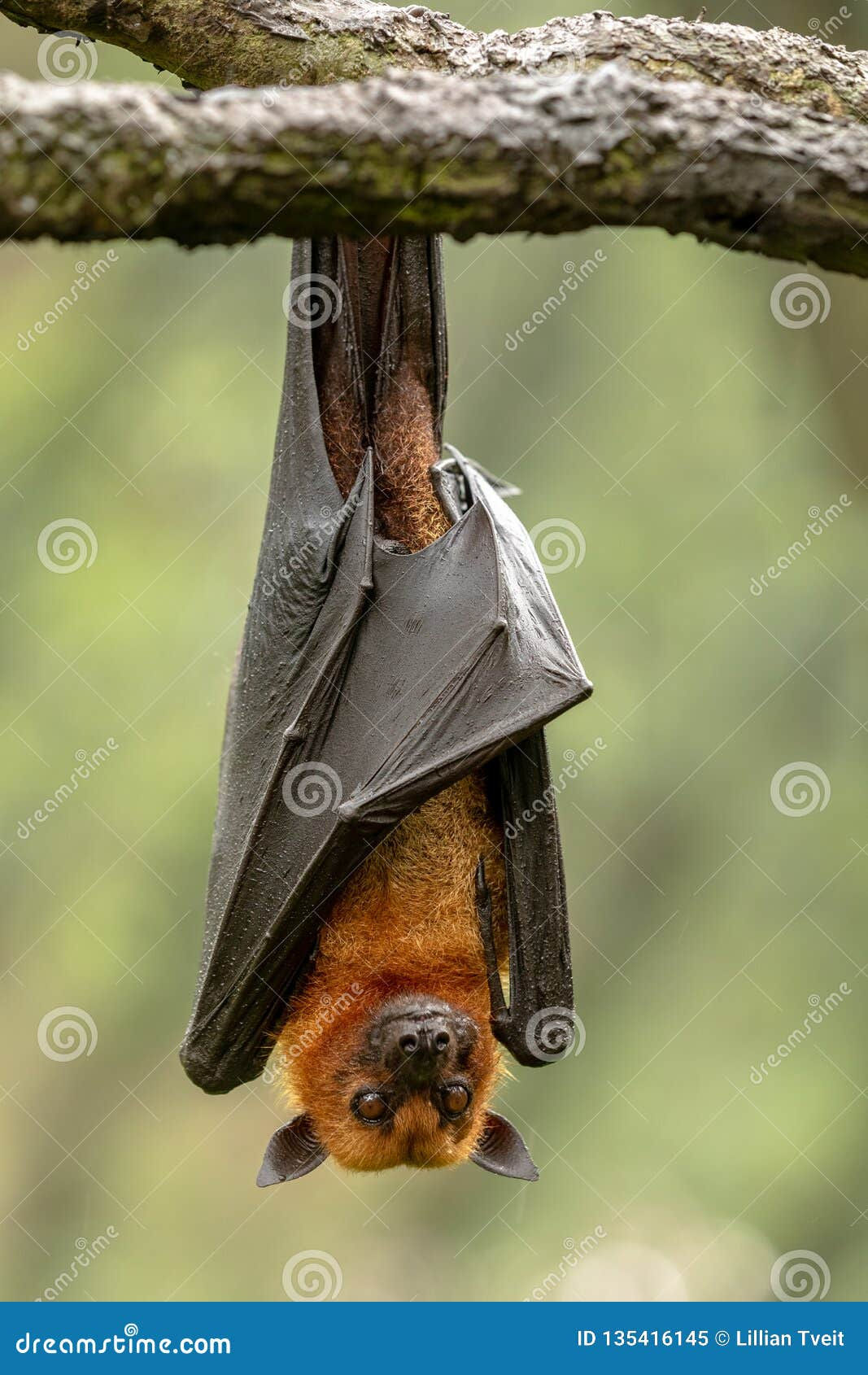 Wallpaper #2mdTDJMBSpphPi3-nt1P67 Large Malayan Flying Fox Pteropus Vampyrus Bat Hanging from a Branch