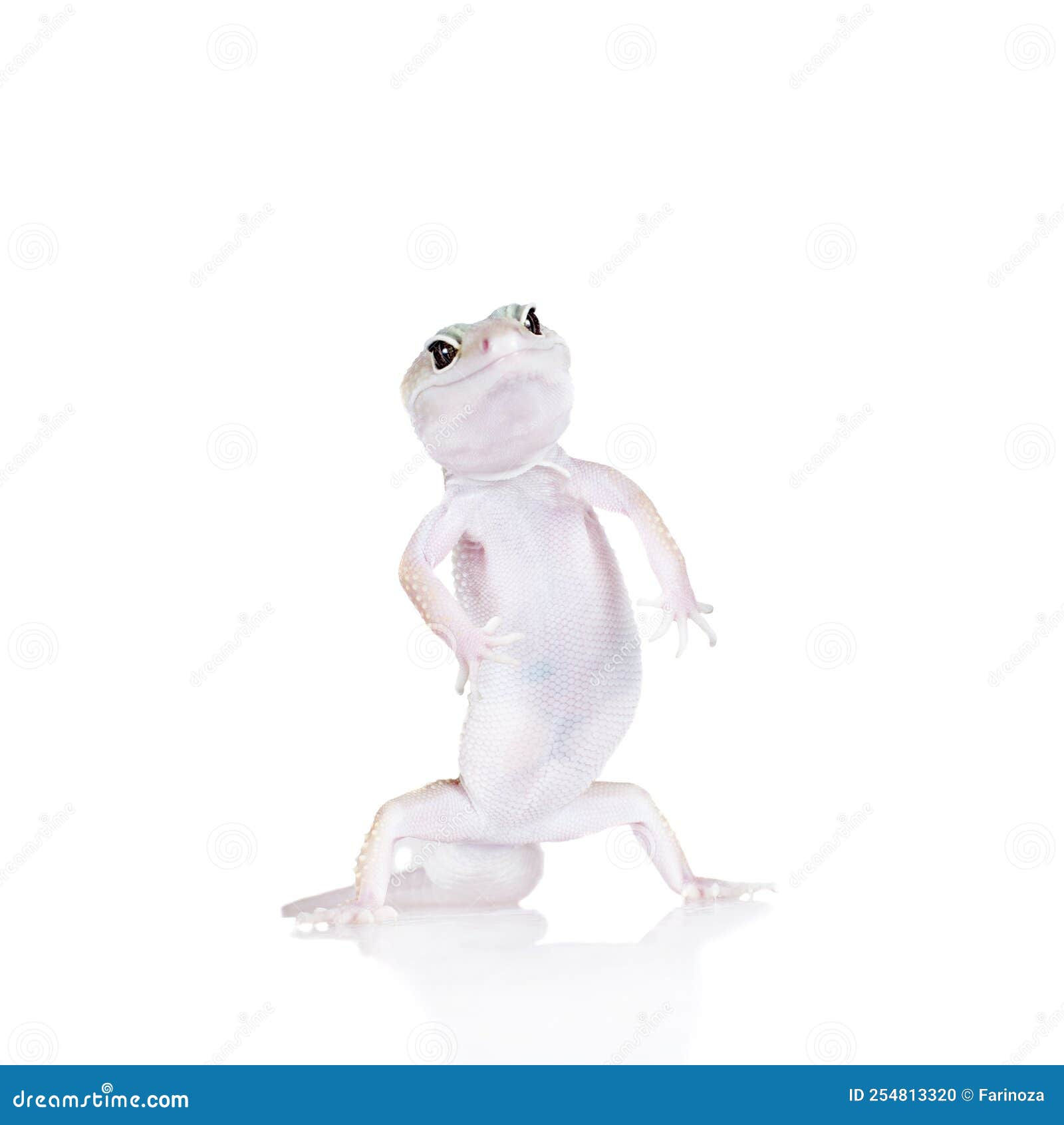 Wallpaper #22ca85IBSpphPi3-NnM568 Leopard Gecko Dancing on a White Background Stock Photo Image of
