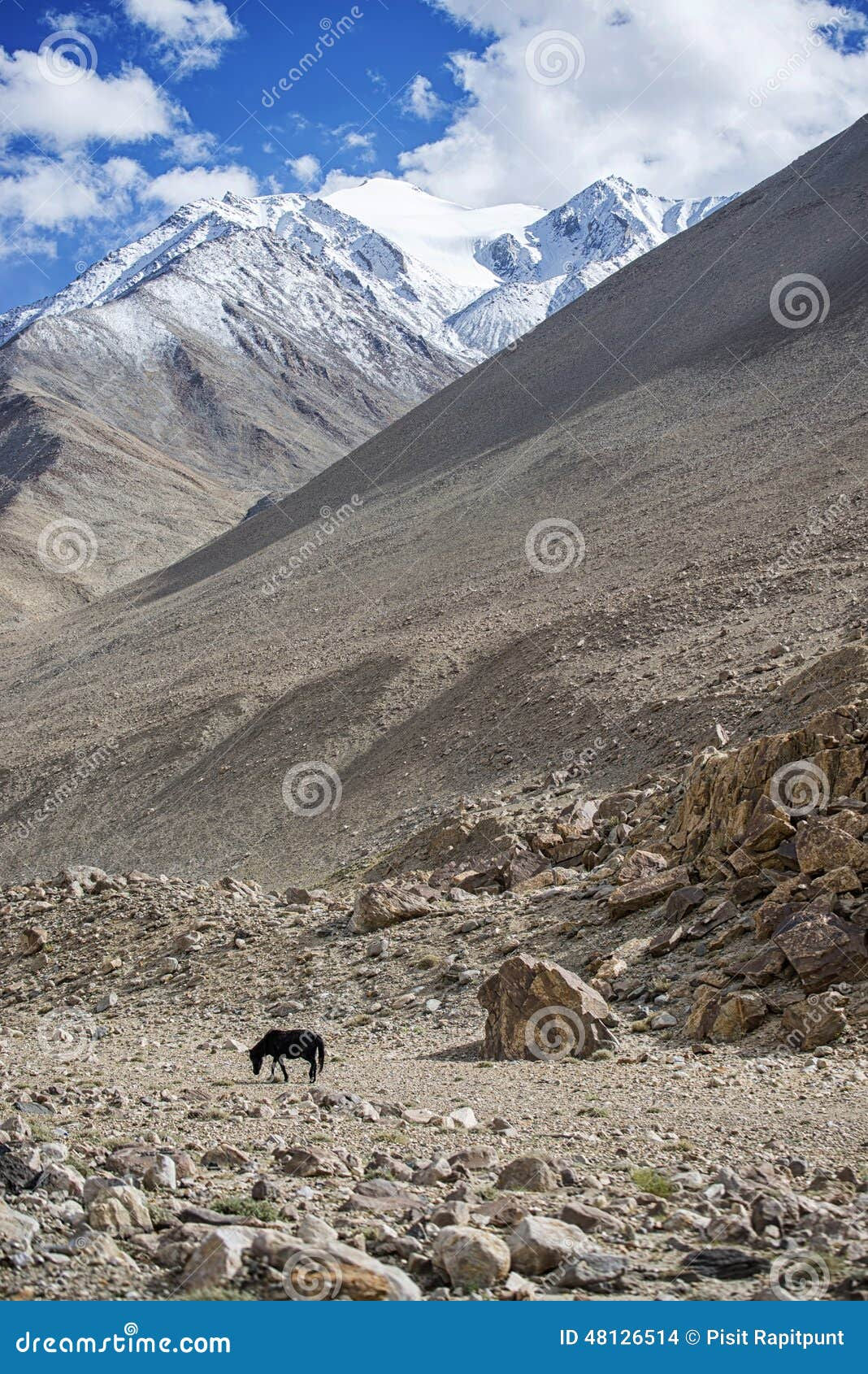 Wallpaper #Rmc1DJMBSpphPi3-Bt0d83 Lone Black Horse and Snow Mountain Range Stock Photo Image of Animal
