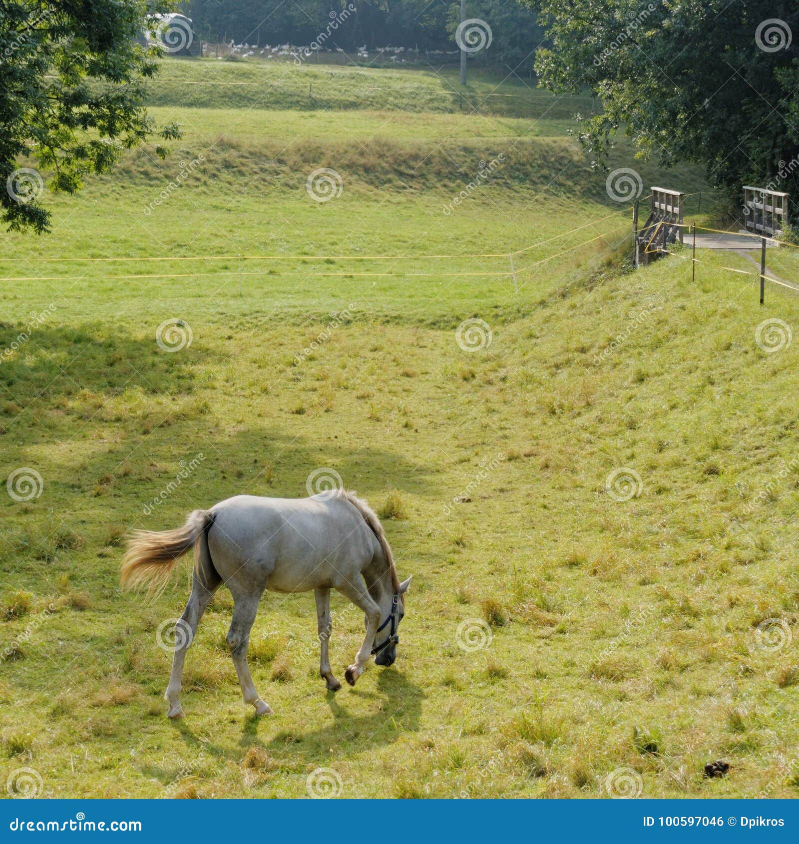 Wallpaper #ovBcgJcBi4JM6agGYCEx20 Horse on Green Grass Stock Photo Image of Field Pasture 100597046