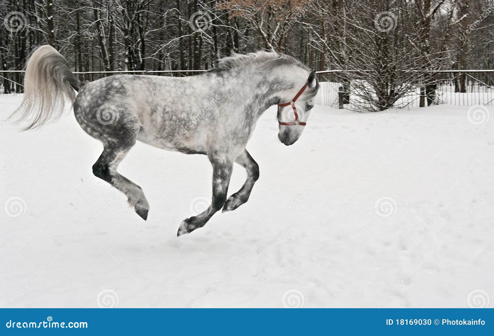 Wallpaper #ovBcgJcBi4JM6agGYCEx19 The Light Grey Horse Gallops Stock Photo Image of Grey Earth 18169030