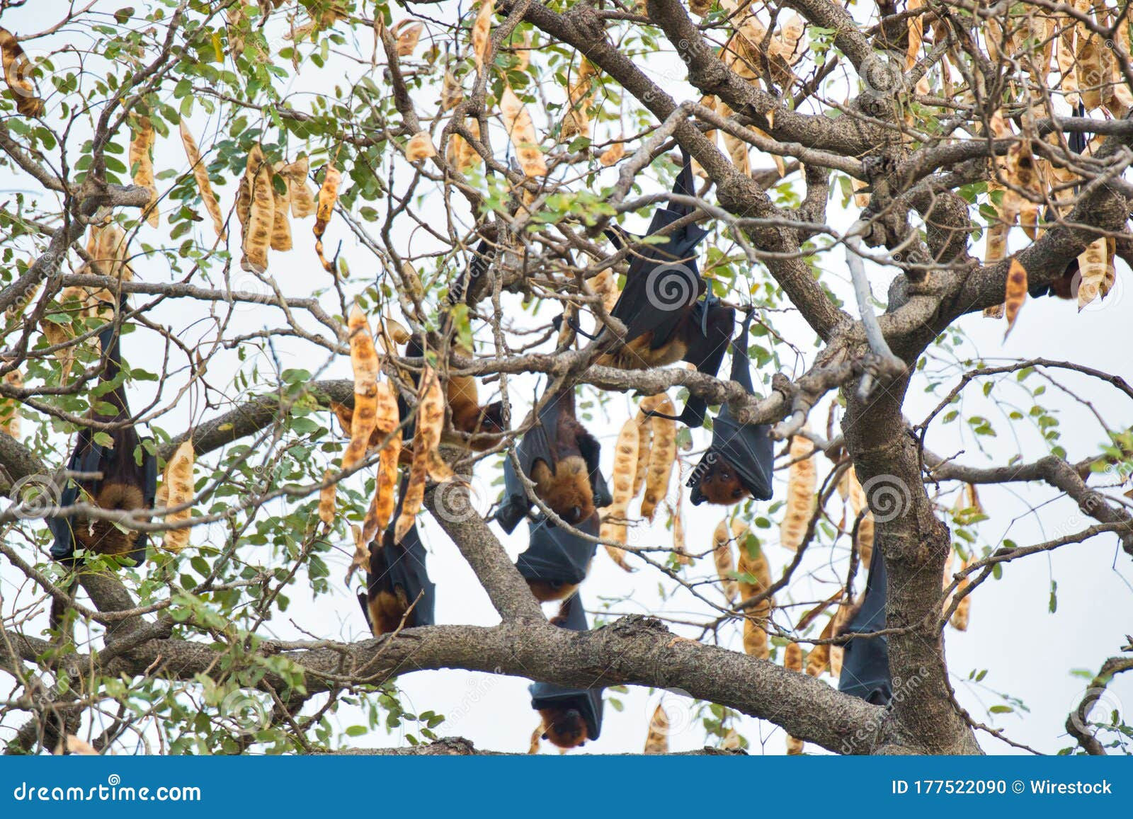 Wallpaper #2mdTDJMBSpphPi3-nt1P80 Low Angle Closeup Shot of Bats Hanging from Tree Branches Under a Clear