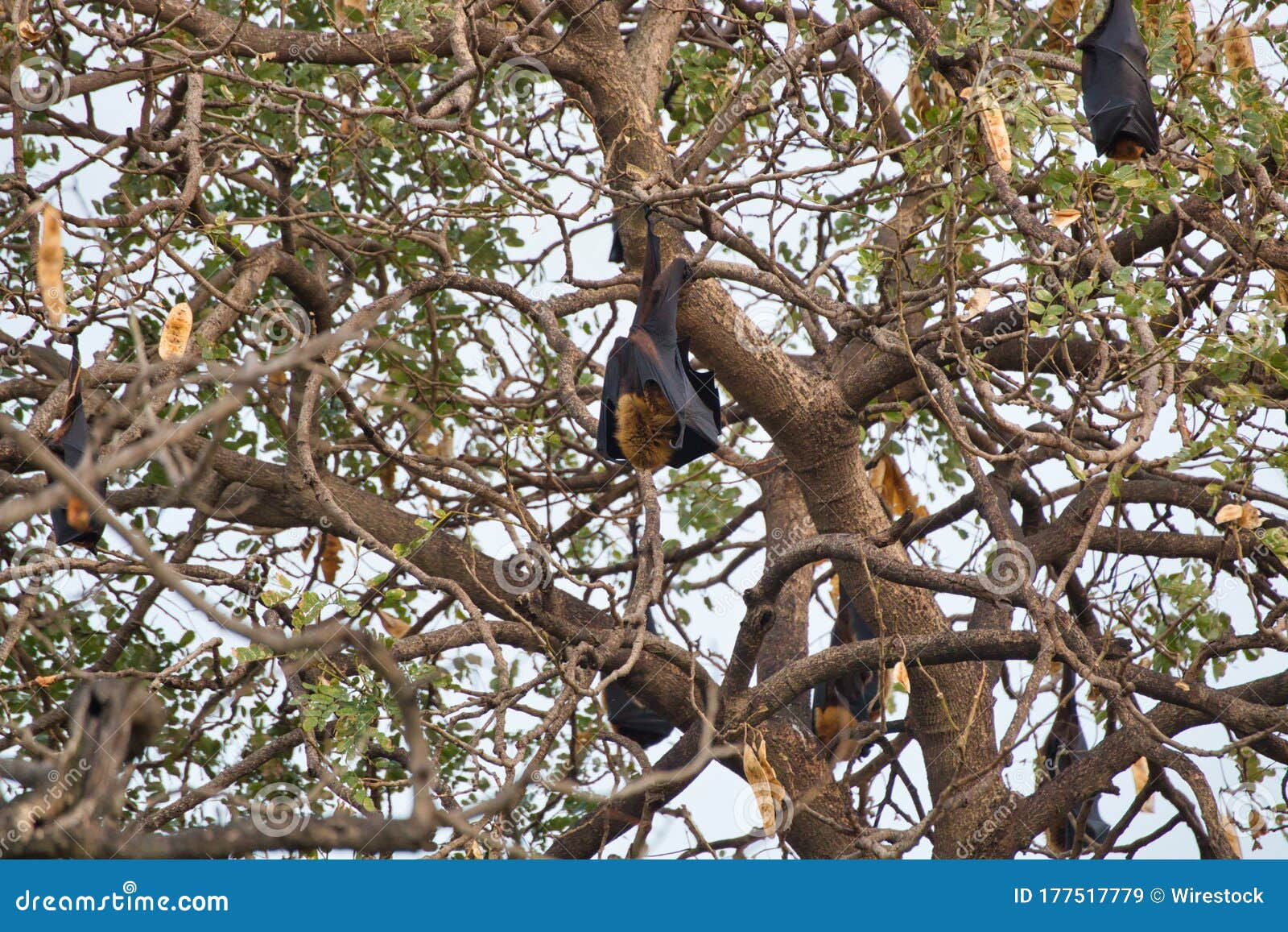 Wallpaper #2mdTDJMBSpphPi3-nt1P69 Low Angle Closeup Shot of Bats Hanging from Tree Branches Under a Clear