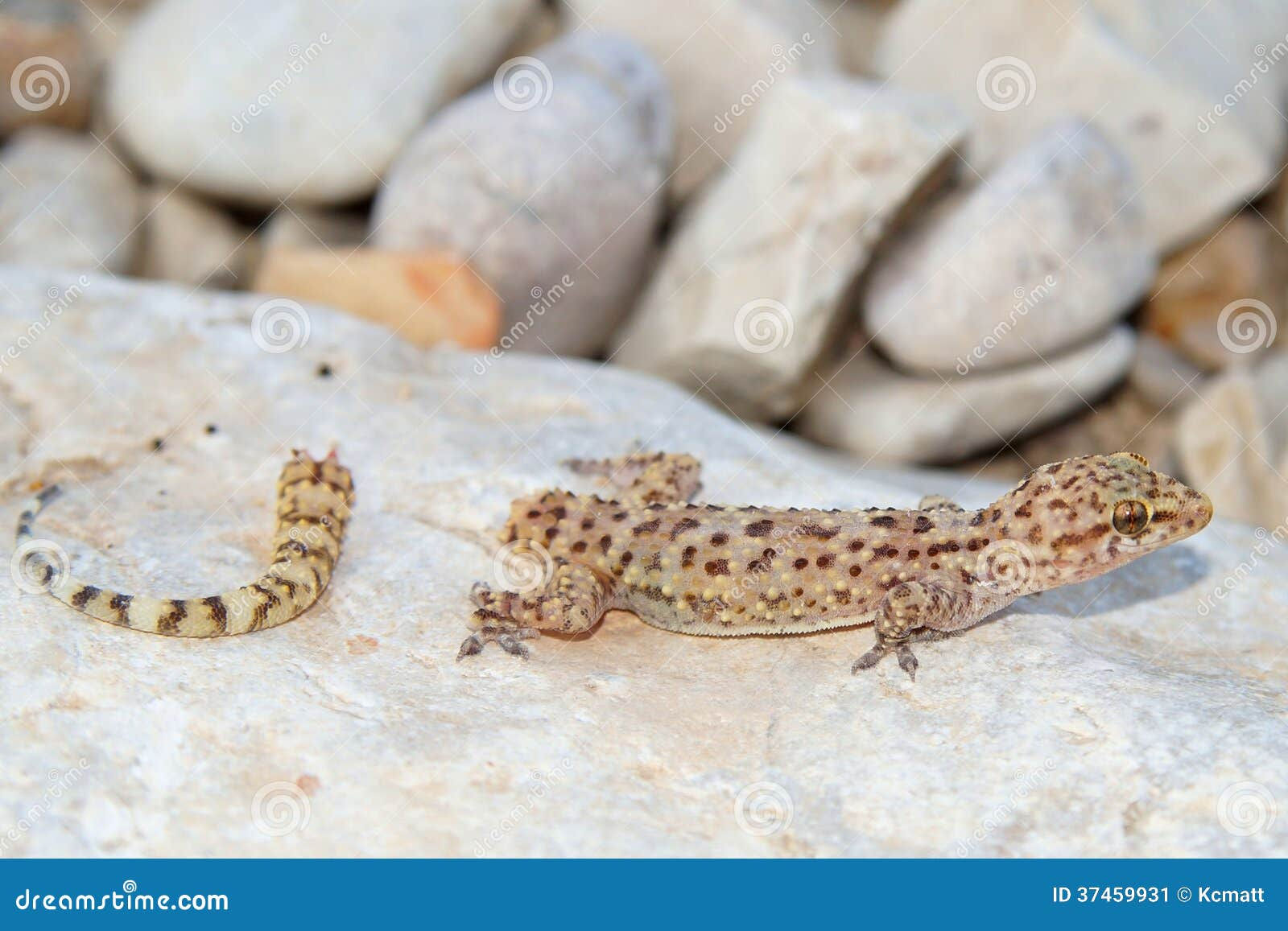 Wallpaper #22ca85IBSpphPi3-NnM5281 Lizard Tail Loss Mediterranean Gecko Stock Image Image of Crawling