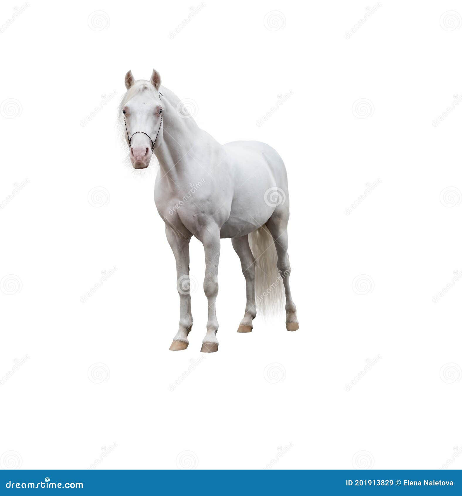 Wallpaper #ovBcgJcBi4JM6agGYCEx6 Light Gray Horse on the Loose on a White Homogeneous Isolated