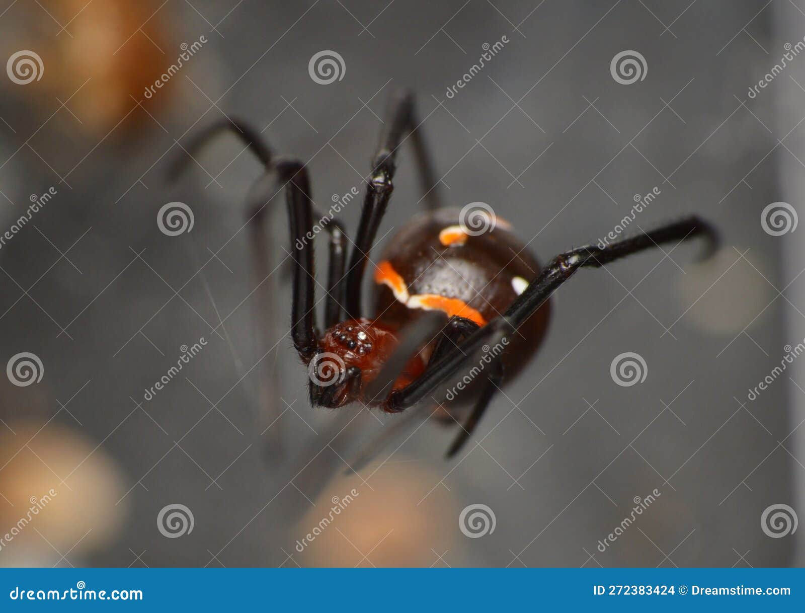 Wallpaper #5vQUOpMBKFX8bn3rPHdj118 Latrodectus Menavodi Black Widow Spider Stock Photo Image of