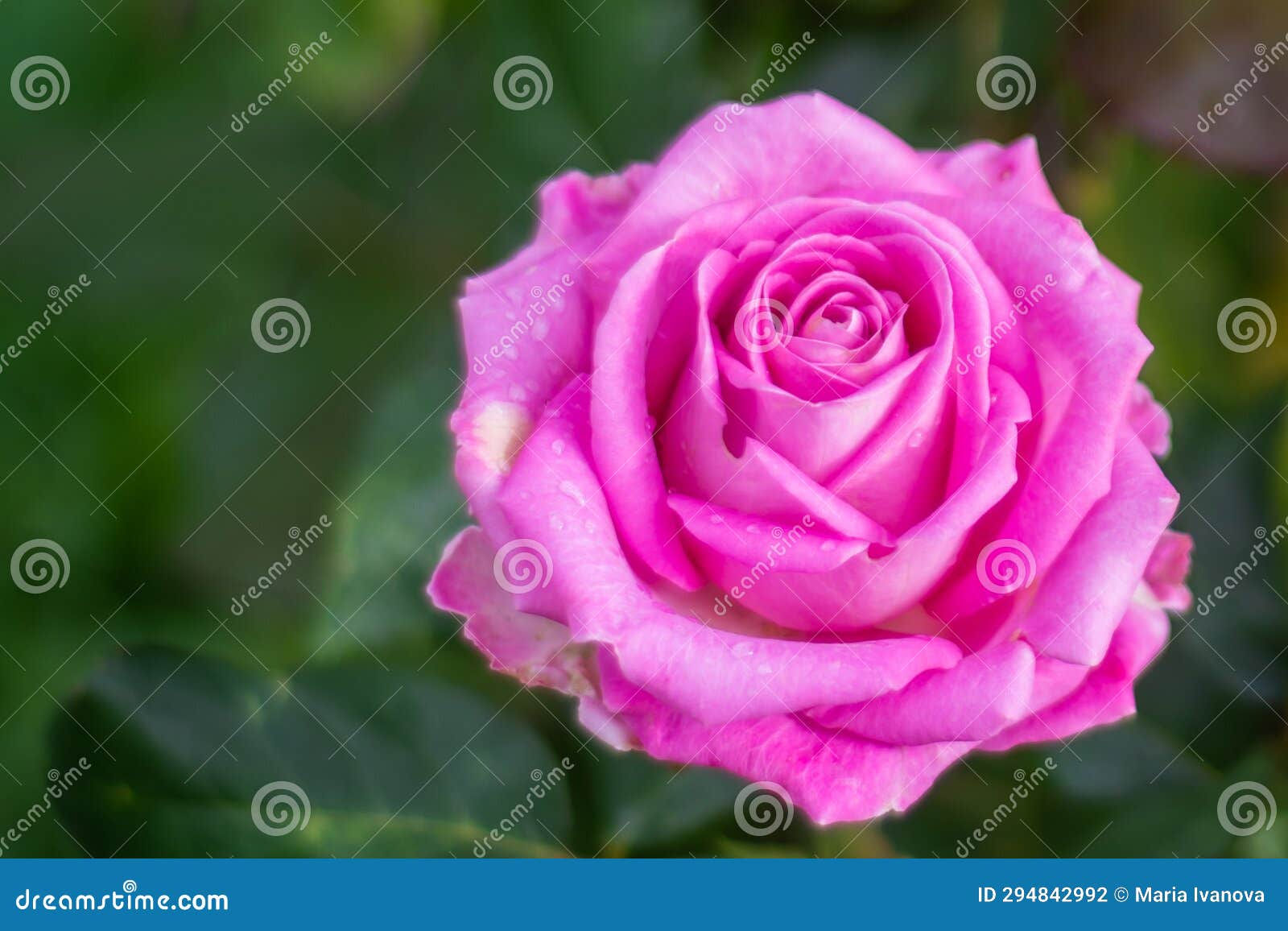 Wallpaper #0GhWIpMBSpphPi3-rzIH244 Rose Flowers a Beautiful Rose Bloomed in the Garden Stock Photo