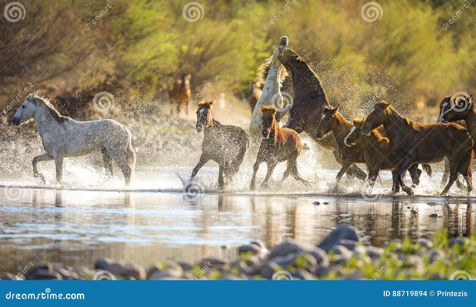 Wallpaper #YOpmVZMBlwTYPL18sg1d237 Running Mustangs in Salt River Arizona Stock Photo Image of Foal