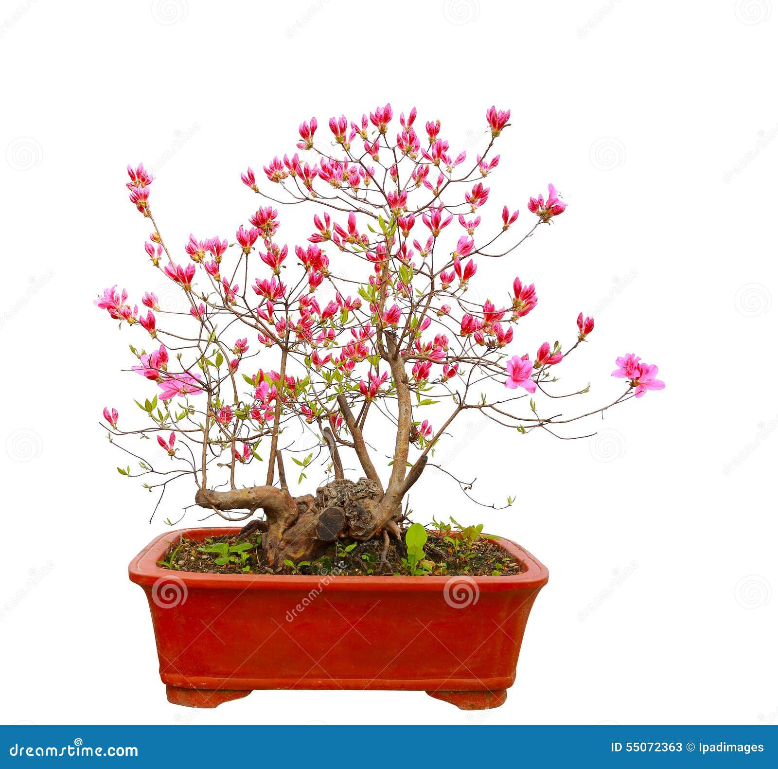 Wallpaper #d8e0c Satsuki Azalea Bonsai Trees Buy Online Greenwood Bonsai Studio