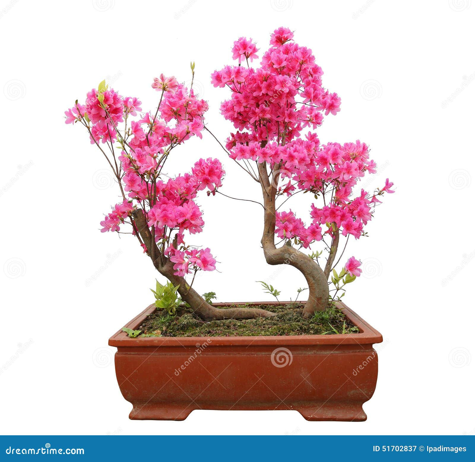 Wallpaper #d8e0c Satsuki Azalea Bonsai Trees Buy Online Greenwood Bonsai Studio