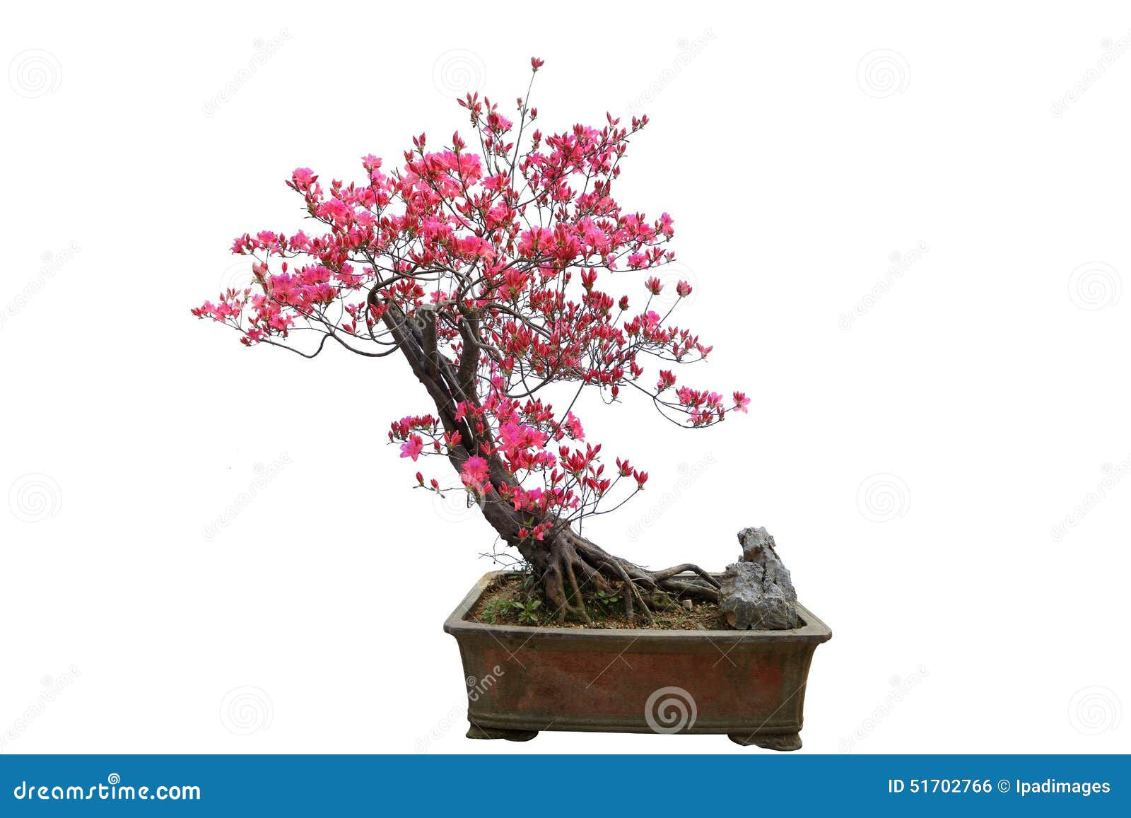 Wallpaper #d8e0c Satsuki Azalea Bonsai Trees Buy Online Greenwood Bonsai Studio