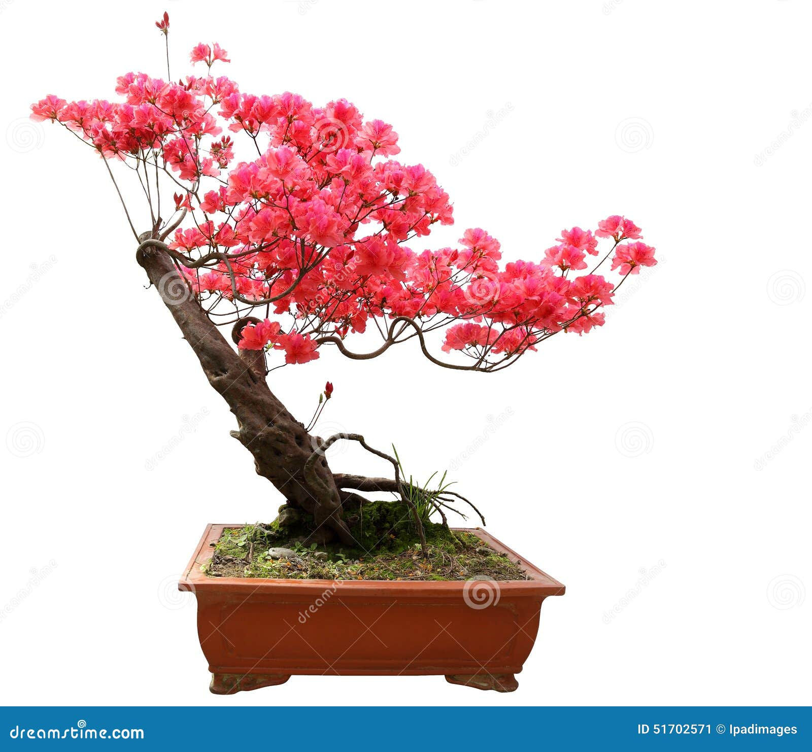 Wallpaper #d8e0c Satsuki Azalea Bonsai Trees Buy Online Greenwood Bonsai Studio