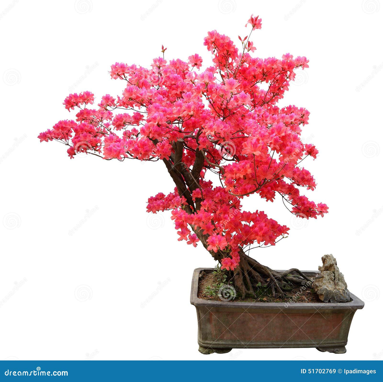 Wallpaper #d8e0c Satsuki Azalea Bonsai Trees Buy Online Greenwood Bonsai Studio