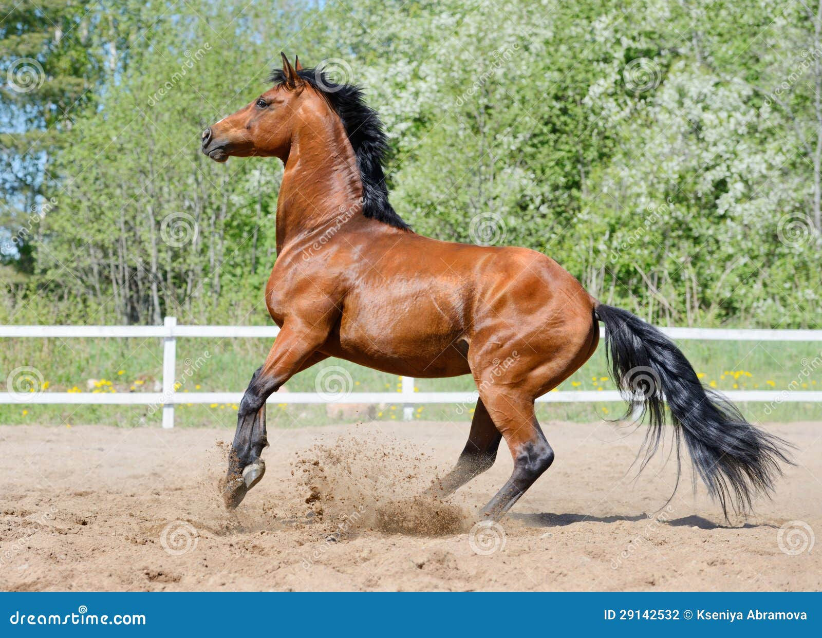 Wallpaper #-2cU-ZIBSpphPi3-KovY237 Rearing Bay Stallion of Ukrainian Riding Breed Stock Photo Image of