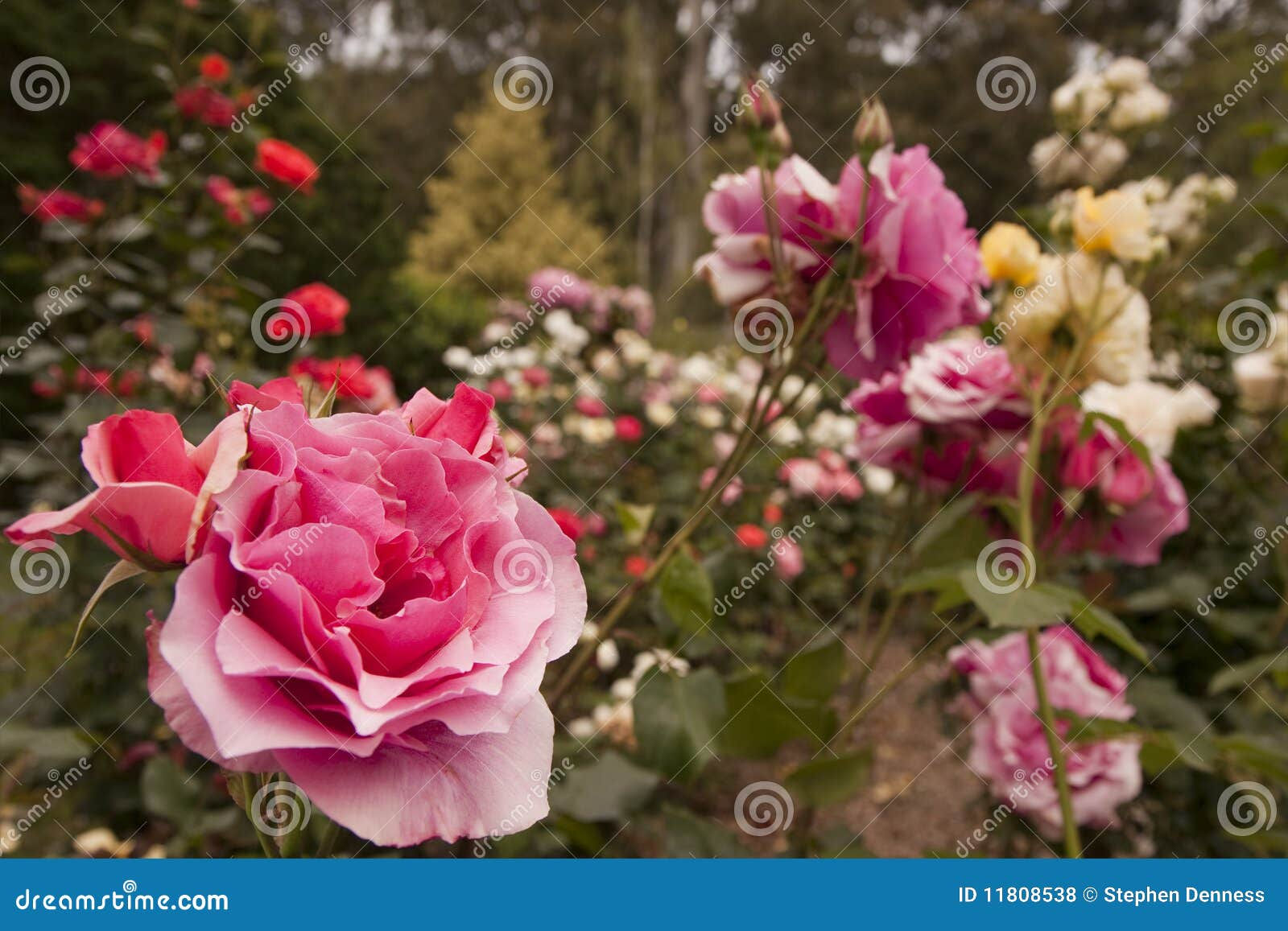 Wallpaper #0GhWIpMBSpphPi3-rzIH81 Rose Flower Garden Stock Photo Image of Flowers Rose 11808538