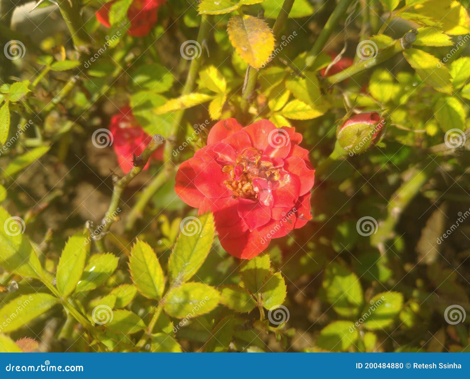 Wallpaper #0GhWIpMBSpphPi3-rzIH163 Rose Flower in the Garden Stock Photo Image of Plant 200484880