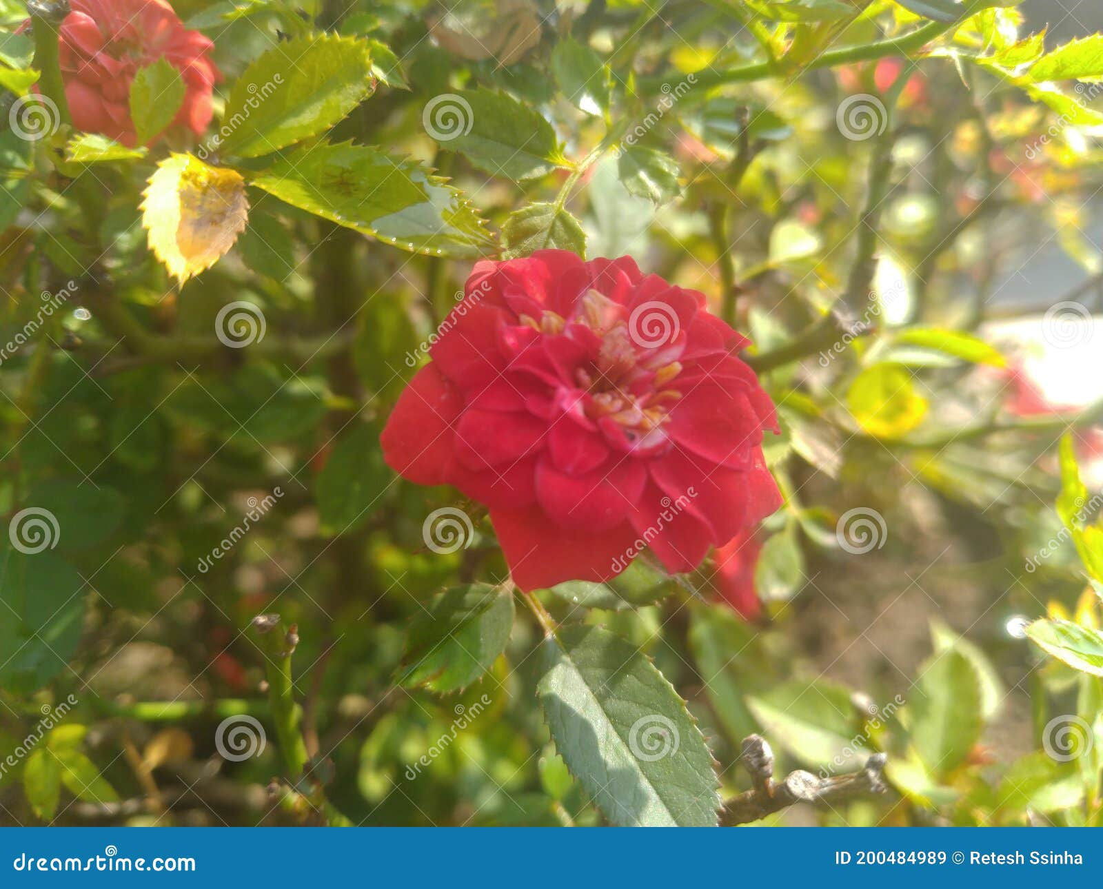 Wallpaper #0GhWIpMBSpphPi3-rzIH180 Rose Flower in the Garden Stock Image Image of Rose 200484989