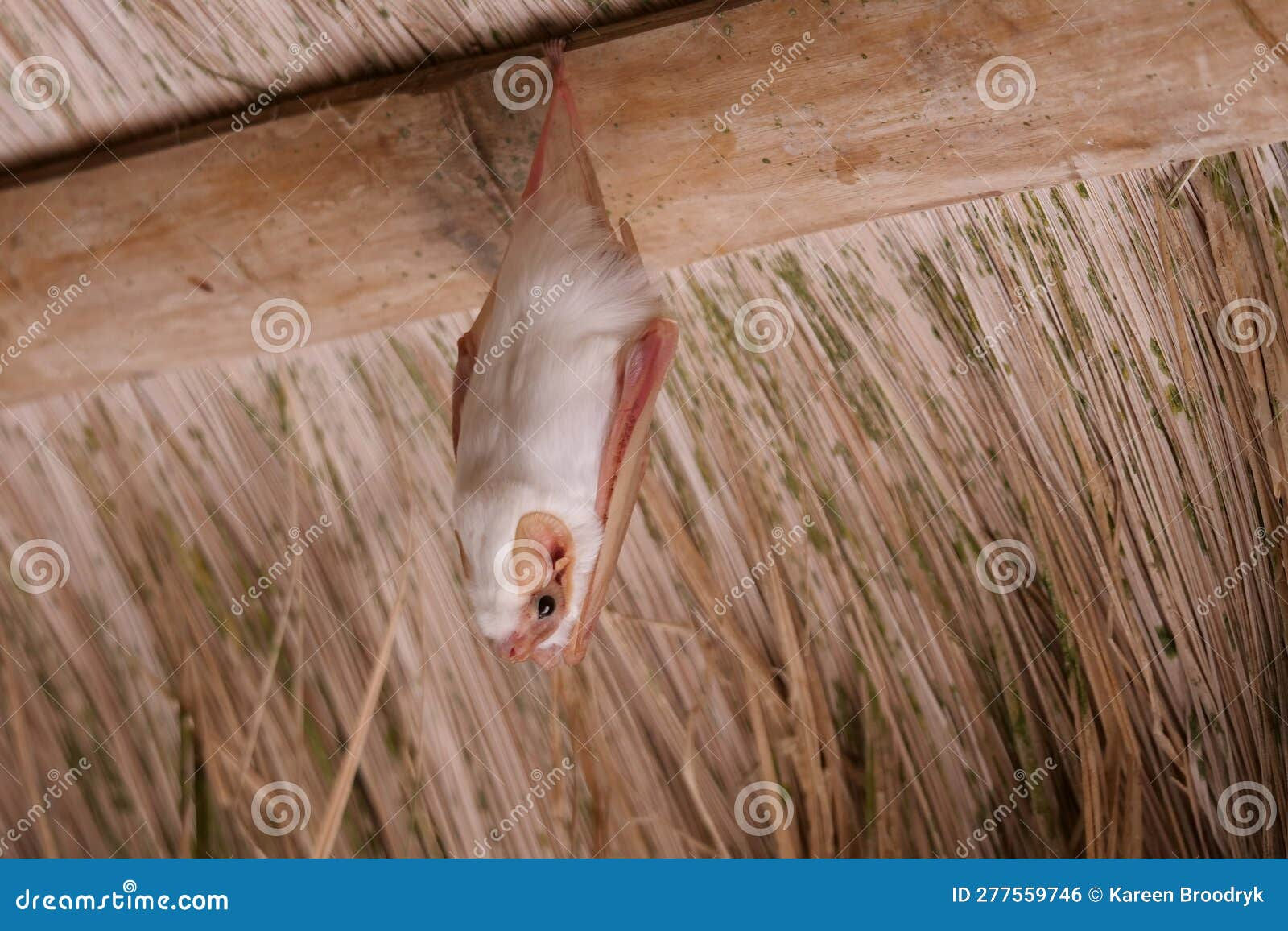 Wallpaper #r3KDMpMBX2lk1u3ogFrF70 The Rare White Winged Vampire Bat Diaemus Youngi Hanging from a