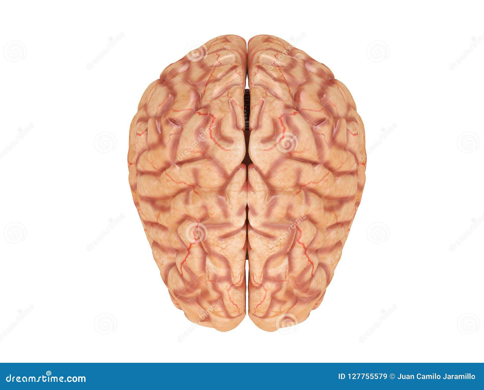 Wallpaper #WWdkEpMBSpphPi3-tvsO323 Realistic Brain from Side or Front View Isolated on a White Background