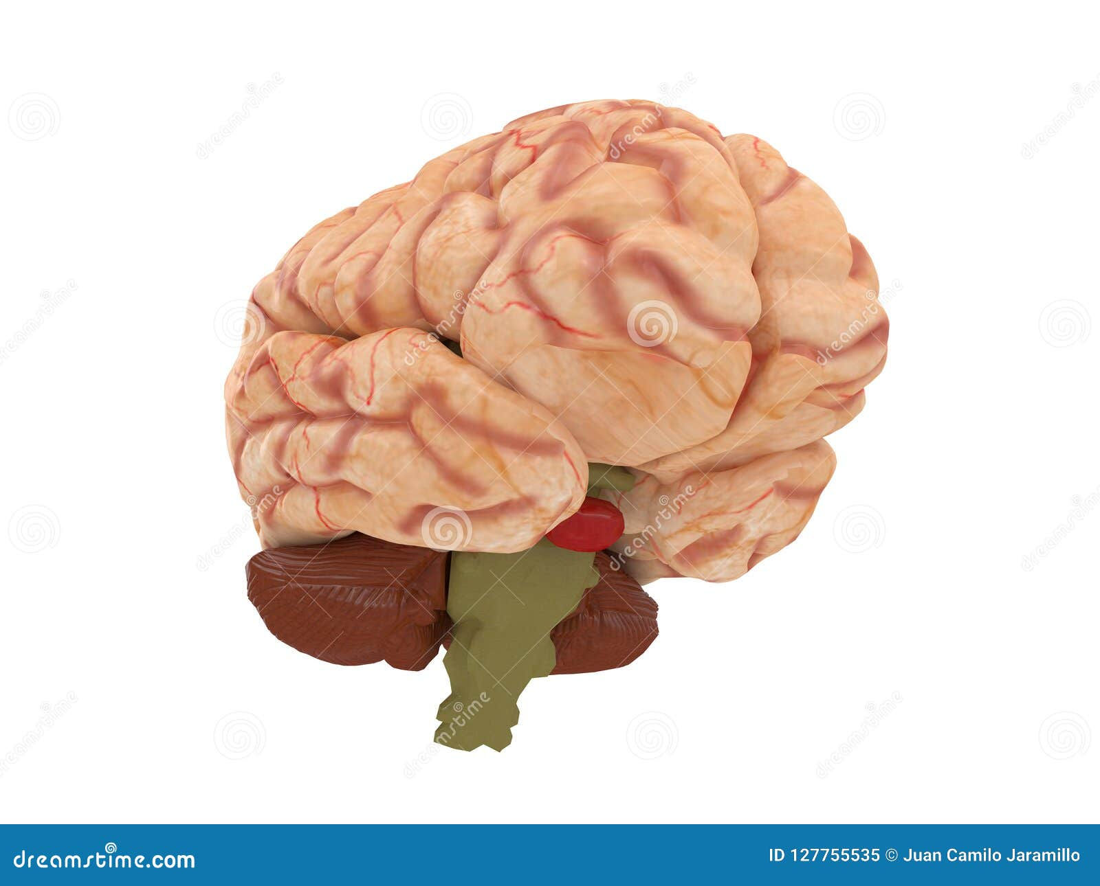 Wallpaper #WWdkEpMBSpphPi3-tvsO320 Realistic Brain from Side or Front View Isolated on a White Background