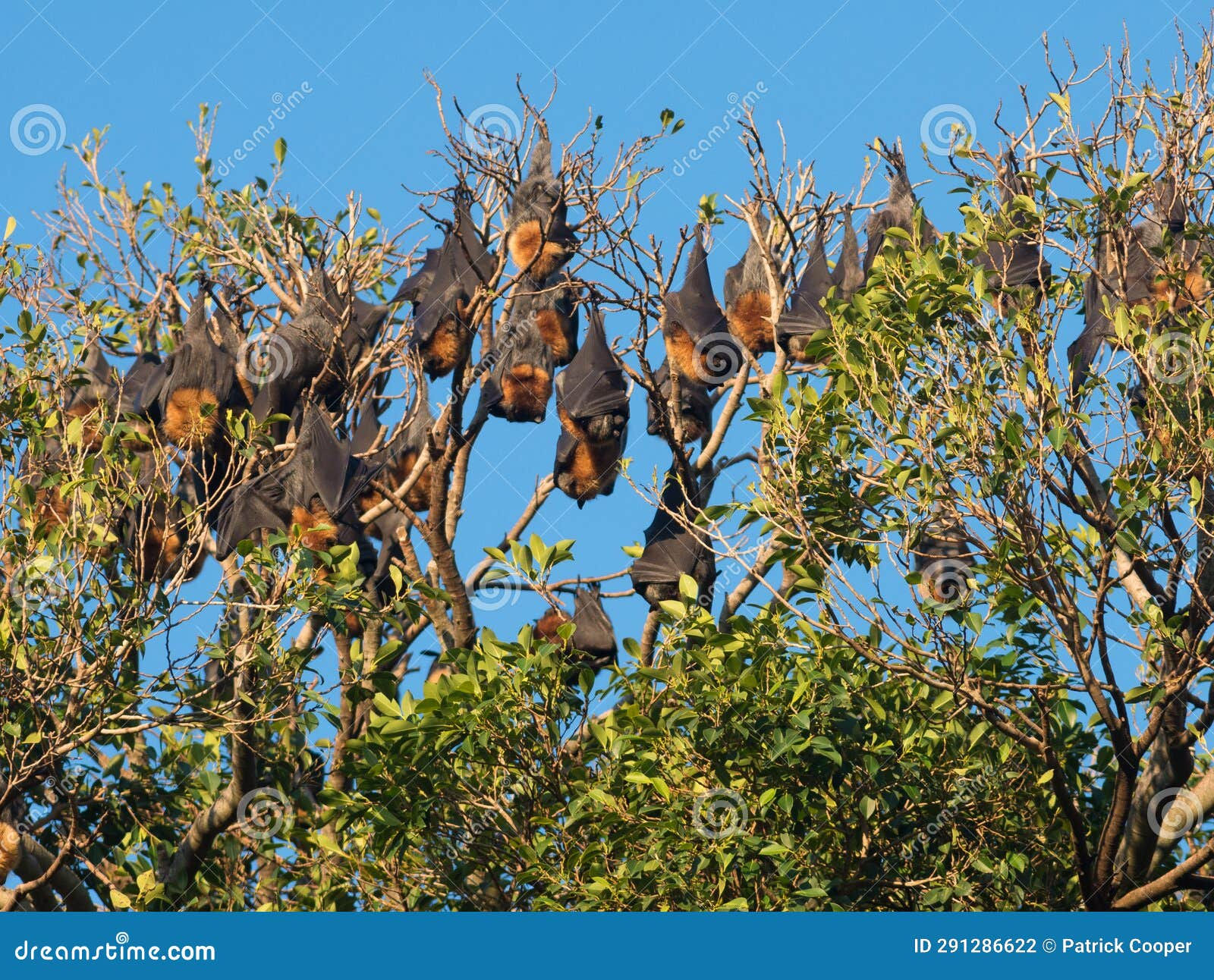Wallpaper #2mdTDJMBSpphPi3-nt1P113 Rows of Fruit Bats Hanging from Tree Stock Photo Image of Blue Tree