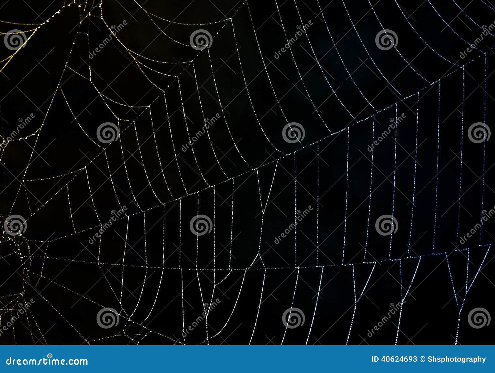 Wallpaper #zpwf4pIBZHQxiYarj74D378 Refracted Light on a Dewy Spider Web Stock Image Image of Drops