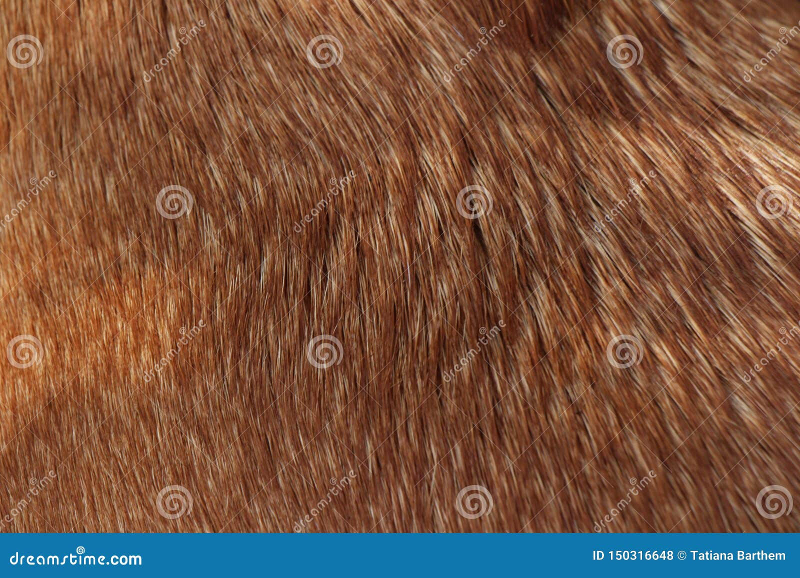 Wallpaper #wnfOJZMB-pgBXx60tp_N318 Dog Hair Texture Caramel Color Stock Photo Image of Texture Blend
