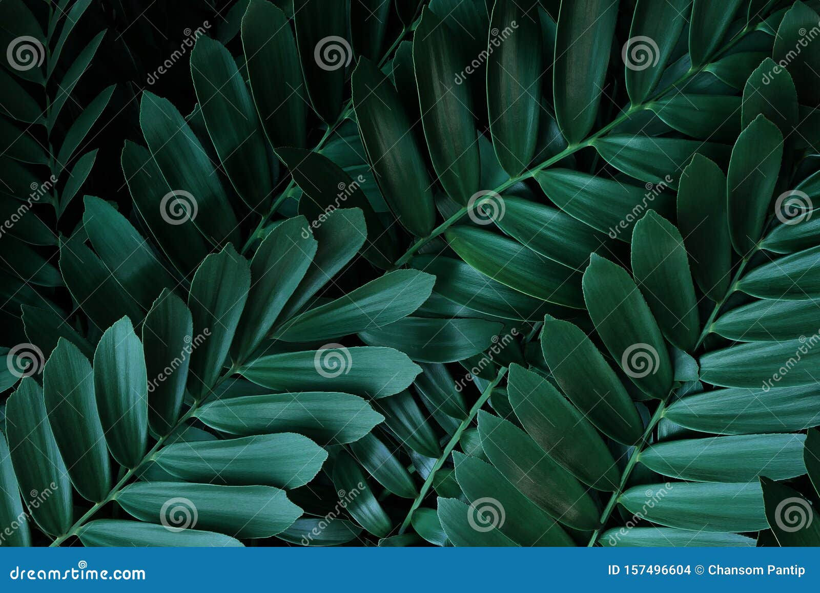 Wallpaper #am19apcBycdYOYFTxHE6192 Dark Green Leaves Pattern of Cardboard Palm or Cardboard Cycad Zamia